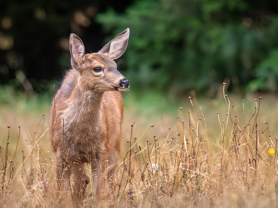A juvenile Columbian black-tailed deer, foraging in a late-summer meadow, inside of Olympic National Park, Washington.⁠
⁠
Columbian black-tailed deer are a subspecies of mule deer, and are found almost exclusively along the Pacific Coast, from northern California through Washington. This particular juvenile was likely just shy of 3 months old, given its size, spots, and the time of year it was observed. At this point in their development, they do not stray too far from their mother, learning how to forage alongside her. This includes learning where to feed, when to feed, and how long to spend eating versus scanning their environment for predators.⁠
⁠
Unlike white-tailed deer, black-tailed deer rely heavily on edge habitats, just like in this location, where a meadow is bordered by forest. This provides a prime feeding zone while also allowing a quick escape into the cover of the forest, if needed.⁠
⁠
I stumbled upon this juvenile feeding only a short distance away from its mother after a short hike inside of Olympic National Park. Their slow but methodical grazing allowed me ample time to sit down on the ground, get to an eye-level position, and engage in a relaxed photo session as they both slowly made their way through the meadow, eating plants as they went.