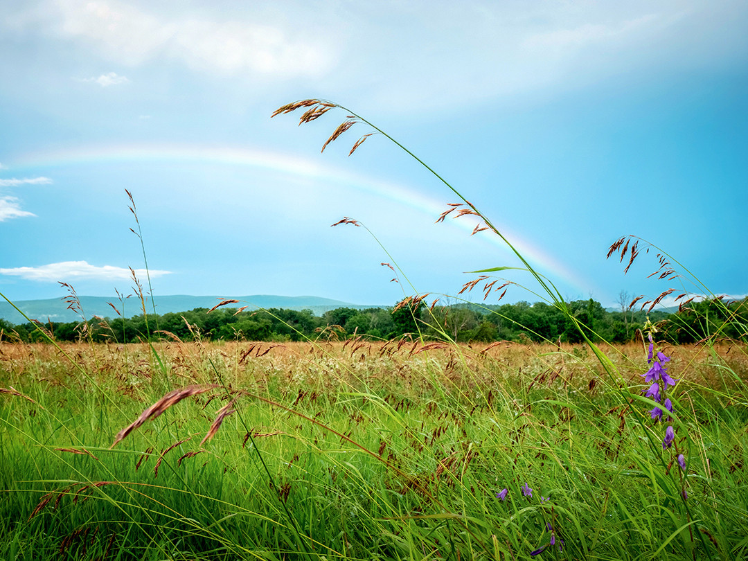 A rainbow forms beyond some open fields, after a storm passed through, in eastern New York.⁠
⁠
Rainbows require a few things to be seen: exposed sunlight, the sun below 42 degrees above the horizon, rain for that sunlight to pass through, and the observer positioned between the sun and the rain, with the sun at their back.⁠
⁠
When sunlight passes through the water droplets in the air, the light bends (refracts), and then reflects off the inner surface of the droplet, bending again as it exists, splitting that light into its component wavelengths, producing the visible spectrum we see as a rainbow. When looking at a rainbow, each observer actually sees their own unique rainbow. As the specific raindrops refracting and reflecting the light are different for each person’s viewpoint.⁠
⁠
I encountered this rainbow after following some strong thunderstorms passing through the rolling hills and fields of eastern New York. I was passing a series of open farm fields within some mountains, when I noticed it starting to form in the distance. It was not long lasting, with just enough time to pull over and setup this shot before the necessary conditions for a rainbow to be visible vanished.