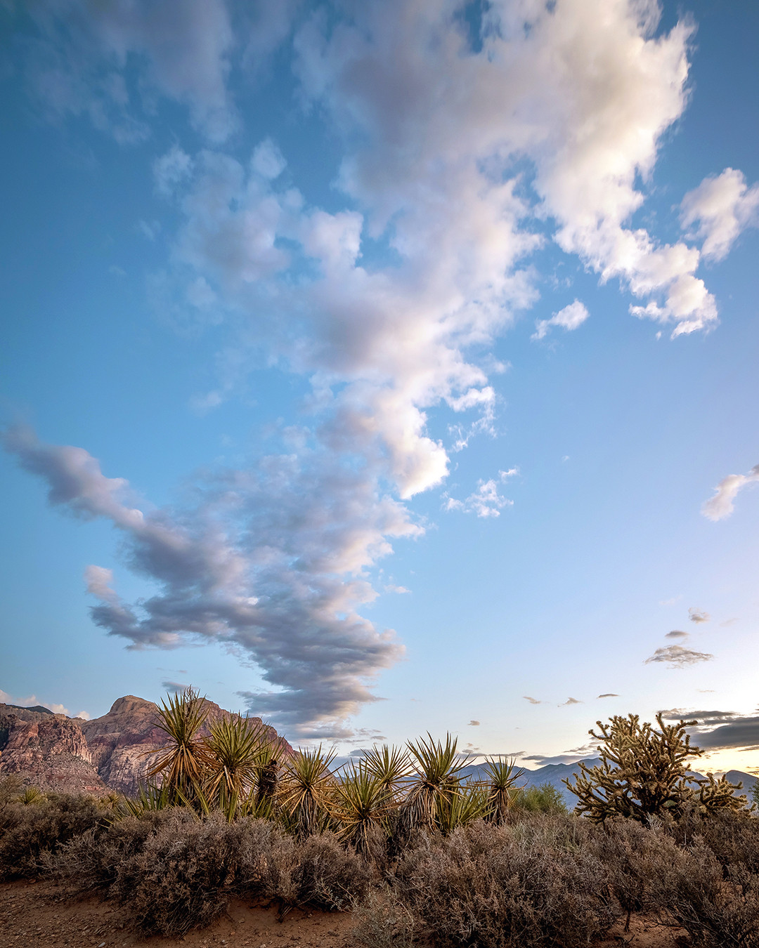 Scattered cumulus clouds stretch across the sky above the desert plants of Red Rock Canyon, Nevada.⁠
⁠
In a follow-up to my previous post, this photo was taken the next morning in the same area of Red Rock Canyon, with only a couple miles of desert separating the two photographs. In the days leading up to this, a series of storms had passed through the region, leaving behind lingering moisture and instability in the atmosphere. As conditions slowly stabilized, elongated stratocumulus or altocumulus clouds remained, as was evident this morning as the sun began to rise. The linear formation of these clouds indicates some mid-level instability and wind shear, common after a passing trough or monsoon surge. ⁠
⁠
The spiky plants featured here are Mojave yucca, a type of perennial plant native to the southwestern United States, and is actually a member of the asparagus family. The bushier plant on the right is a buckhorn cholla cactus, a common cactus in this region. Which, coincidently enough, this cactus has been traditionally used by the O’odham people as a source of food, with its roasted or boiled cholla buds tasting quite like asparagus. The gray shrubs at the bottom of the frame are blackbrush, a desert shrub whose branches turn dark gray when saturated by rain, hence its name. No relation to asparagus on this one, unfortunately.⁠
⁠
As I searched for patterns in the sky to compliment plant life and geology on the ground, the contrast between the loft, linear cumulus clouds and the hard and spiky desert vegetation and geology really caught my eye, just as the sun was rising, signaling the start another hot and dry desert day.