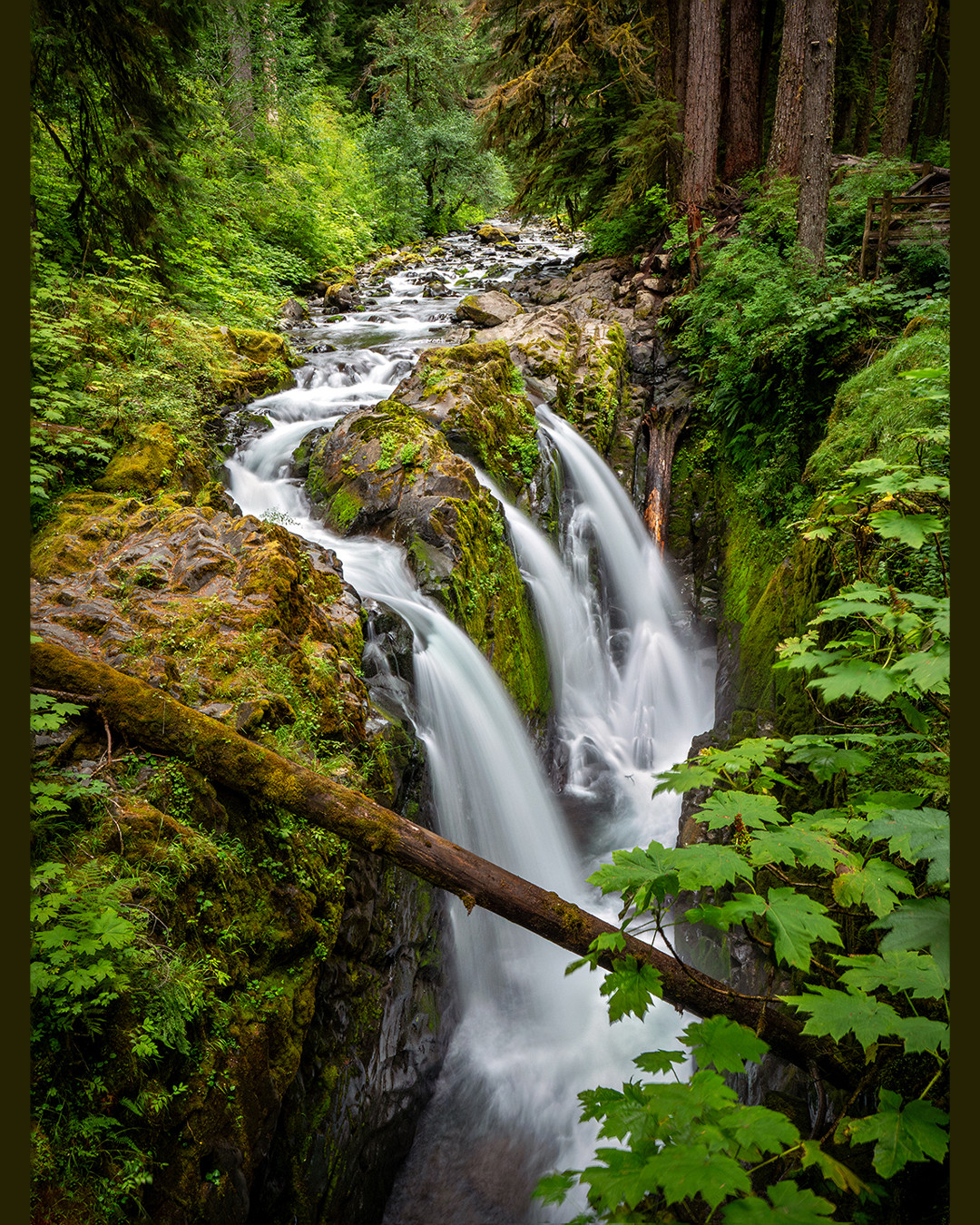 The Sol Duc Falls plunge into a moss-lined canyon, inside Olympic National Park, Washington.⁠
⁠
Originating from the Quileute (a Native American) word Soleduck, which is believed to mean “sparkling waters,” this waterfall is fed by the Sol Duc River, which begins high in the Olympic Mountains. What makes this waterfall so unique (and one of the most photographed) is the river fanning out and cascading into three separate channels before plunging into the canyon below.⁠
⁠
Located within the temperate rainforest zone of the Olympic Peninsula, this area is part of one of the wettest ecosystems in the United States. Added to the natural humidity is the constant spray from the waterfall itself, which saturates the canyon walls and sets the stage for the rich coating of dense moss along its cliffs.⁠
⁠
The almost 2-mile (3.2 km) out-and-back hike to Sol Duc Falls is surrounded by an incredible and magical density of vegetation, and trees tall enough to strain your neck from constant overuse. Leading to such a beautiful destination, and being surrounded by such beauty itself, makes this one of the most popular spots in the park. Which led to me waiting quite a long time to get a shot with no people in it. But while doing so in such a tranquil yet powerful location, I certainly wasn’t complaining.