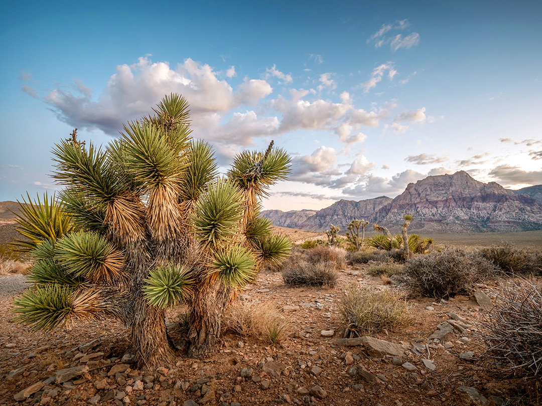 A Joshua tree grows on the desert floor of Red Rock Canyon, as the day comes to an end, in Nevada.⁠
⁠
Not technically trees, but rather large succulents, Joshua trees are members of the agave family and are found throughout the Mojave Desert. They’re most notably seen within Joshua Tree National Park, but they are certainly found elsewhere. They are typically found within elevations of 2,800 to 5,800 feet, with the higher altitudes providing a slightly cooler and wetter climate, conditions in which they thrive and grow downright massive inside Joshua Tree National Park.⁠
⁠
So, with Red Rock Canyon sitting around 3,000 feet (at least in this photograph), the elevation falls within the lower range of their Mojave Desert habitat. Here, they grow more sporadically and are often shorter and more weathered, due to the harsher, rockier conditions and lower rainfall.⁠
⁠
The giants found in Joshua Tree National Park can be approaching 1,000 years old, with some of the 10- to 15-foot (3 to 5 m) tall individuals being around 200–300 years. The one in this photograph, although rather small, is likely around 100–200 years old, just due to how slowly they grow in this environment.