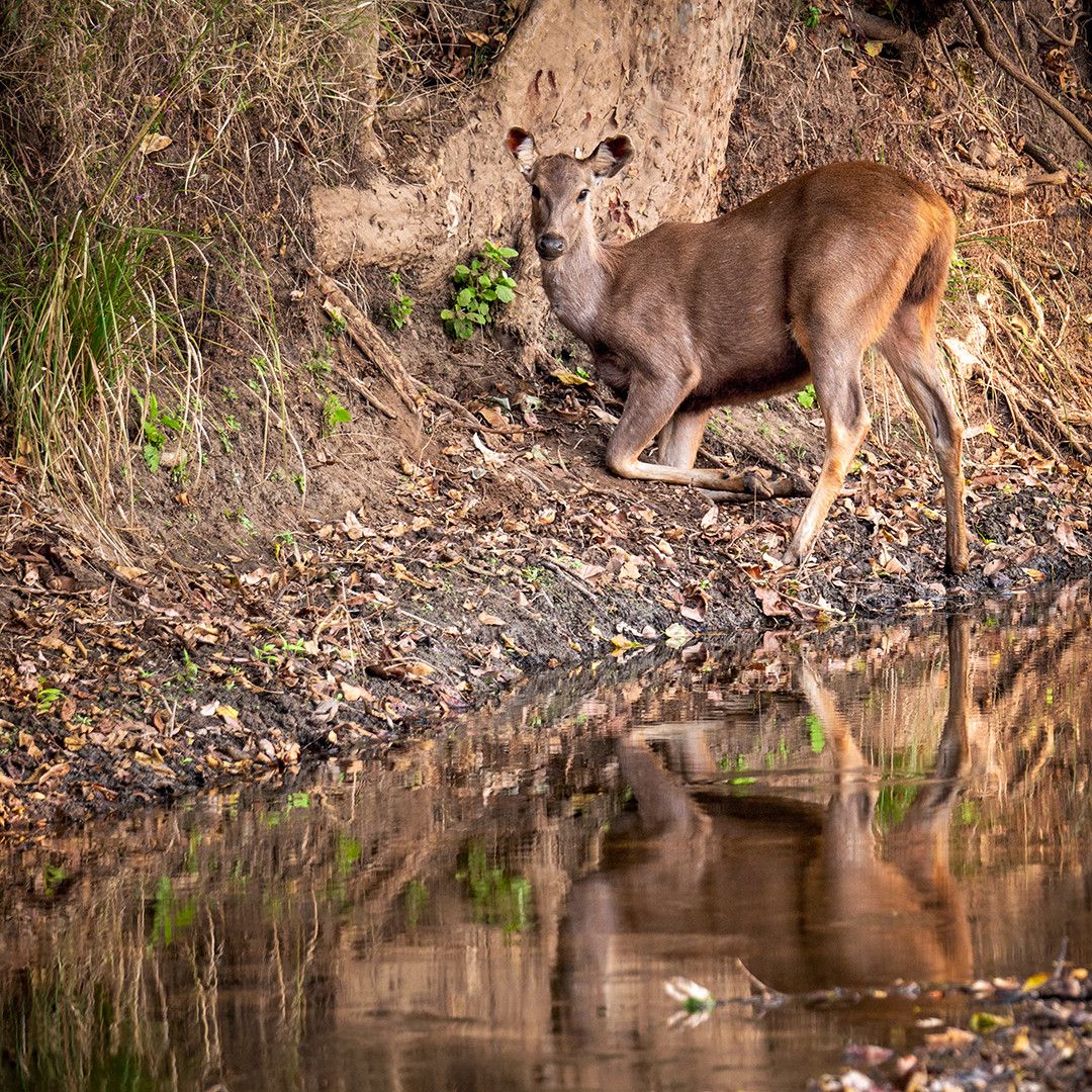 A female sambar deer pauses while kneeling on a streambank, after licking some of the minerals found in the rich soil, inside Kanha National Park in India.⁠
⁠
Sambar deer are the largest of all the deer species found in India, and they can also be found across Southeast Asia. They live in various tropical and subtropical forests, preferring areas near water sources. Since they are herbivores, not only do they rely on these water sources for hydration, but they also consume the mineral-rich mud found next to them to supplement the sodium, calcium, iron, and other micronutrients often missing from a plant-based diet. This behavior, called geophagy, is observed in many herbivore species, and streambanks are one of the best places to find such mineral-rich soil. This is because the stream acts as a natural processor and transporter of sediment, with erosion sending nutrient-rich topsoil from upstream locations, resulting in higher concentrations around its banks.⁠
⁠
I took this photograph while on a 3-day trip within Kanha National Park, in Madhya Pradesh, in central India. While traveling around the park in one of the safari jeeps, sambar deer sightings are not uncommon occurrences. But witnessing such a unique behavior, in such a serene setting, was definitely something worth stopping the vehicle for, and taking this photograph.