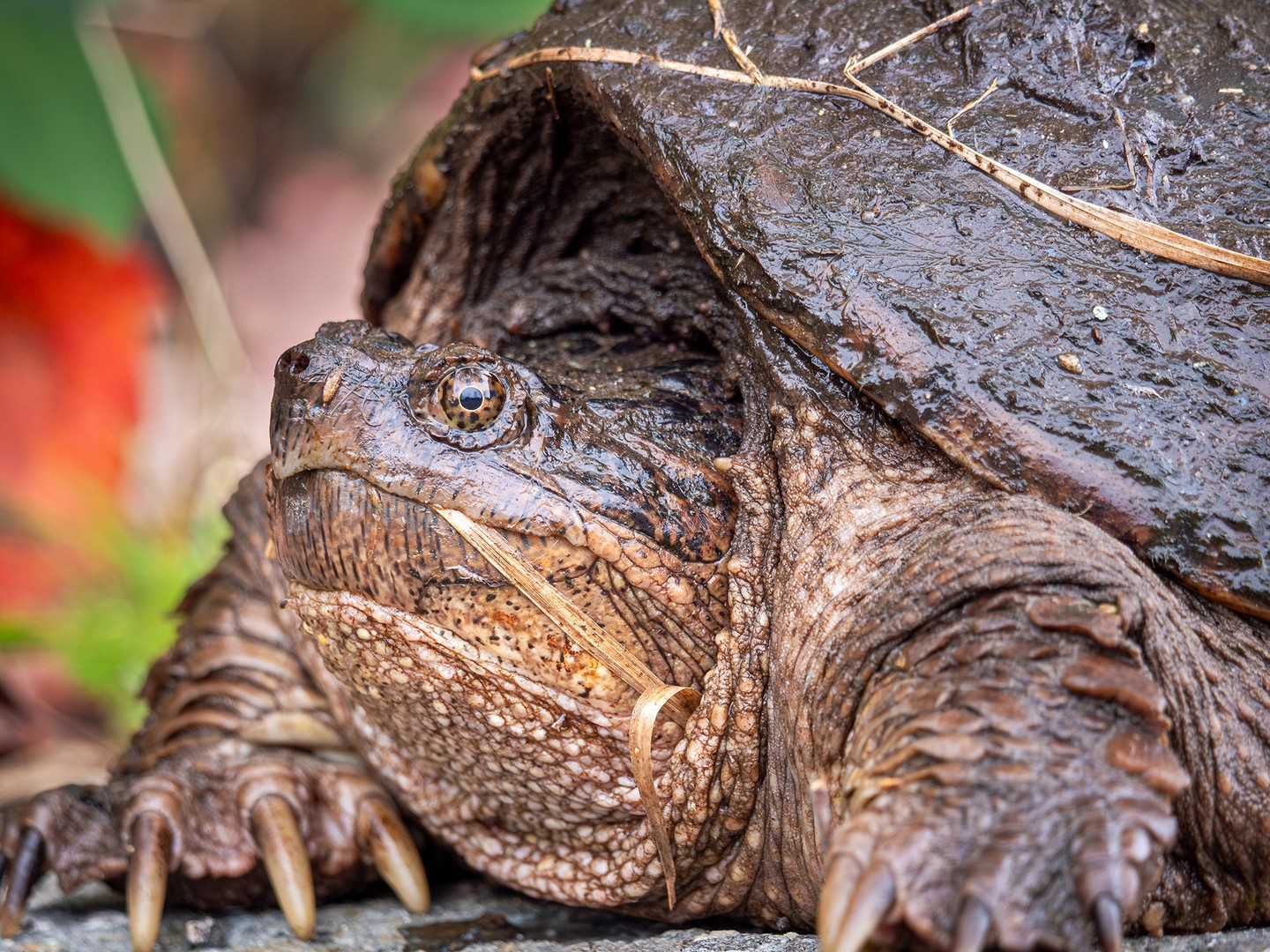 An eastern snapping turtle on its way to finding an overwintering site, on a recent autumn morning in Massachusetts.⁠
⁠
Eastern snapping turtles are the largest freshwater turtle found in Massachusetts, usually weighing between 10 to 35 pounds (4.5 to 14 kg), with some exceeding a massive 50 pounds (23 kg). They live to be 30 to 50 years old in the wild, and don’t reach that age without long periods of rest, their winter hibernation can last up to 100 days. To do so, they burrow into the mud at the bottom of ponds and other bodies of water, and can survive without breathing air for months at a time.⁠
⁠
Although these turtles are quite common, they mostly go unnoticed, residing in the murky waters of ponds, swamps, and marshy edges. They typically only venture onto land prior to and following their period of hibernation, usually starting in late October and lasting until the springtime, about 3 to 4 months later. They emerge and travel across land to reach ideal hibernation locations, leading to this encounter I was fortunate enough to experience on a very recent morning.⁠
⁠
As I was rounding the corner on a local hike I take a few times a week, this large turtle was just off the side of the trail, seemingly frozen in time, which makes sense, given how they become quite sluggish and low energy as they approach their well-needed hibernation. The glimpse of foliage in the background of this photograph illustrates nature’s transition into winter, with both the leaves and this turtle preparing for the cold months ahead.