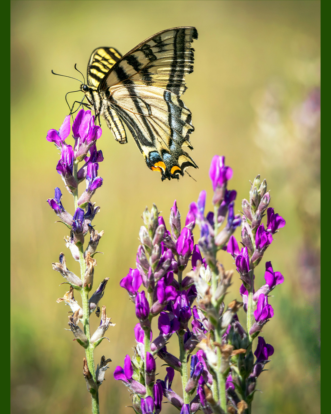 A western tiger swallowtail nectaring on some purple lupine while flying through a subalpine meadow in Flagstaff, Arizona.⁠
⁠
Being one of the largest species of butterflies found in the western United States, western tiger swallowtails have wingspans that can reach up to 4 inches (10 cm). With these long wings comes great power and the ability to travel long distances, sometimes covering dozens of miles in search of food. Their flight muscles operate with extreme efficiency, beating around 300 times per minute, propelling them to reach speeds of up to 30 miles per hour (48 km/h). Being able to travel far distances helps them cross some of the massive canyons this part of the country is known for, and despite their delicate appearance, they are quite robust in the extreme temperatures they can endure, another environmental factor to their surviving in this part of the country. Flagstaff can swing all the way from near freezing early in the morning to over 80 F (27 C) in the afternoon, and they are able to handle it all.⁠
⁠
I was hiking around the Snowbowl area of Flagstaff looking for an ideal sunset spot on this particular afternoon when I came across this swallowtail speedily nectaring on the tall lupine flowers in a meadow just off the side of the trail. While it was moving quite fast and not landing for very long, it was at least keeping to this same concentration of lupine, allowing me to sit on the ground among the flowers, trying to photograph it in the process. I spent a good half hour observing and photographing, as anyone who has spent time photographing butterflies knows, it takes many shots to get one where the butterfly is both in focus and facing the camera.