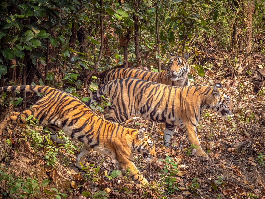 Three tiger cubs emerge from the forest, deep inside Kanha National Park, in Madhya Pradesh, India.⁠
⁠
Being one of India’s oldest and largest tiger reserves, Kanha covers over 360 square miles (940 sq km) of protected sal forests, bamboo thickets, and meadows, and was the primary inspiration for Rudyard Kipling’s “The Jungle Book.”⁠
⁠
With all of the less-than-optimistic conservation and environmental news in the world, India’s efforts to restore their tiger populations is one of the few wins we can celebrate. Kanha became a wildlife sanctuary in the 1930s, a national park in 1955, and was brought under a dedicated Tiger Reserve management framework in 1973 as one of the original nine Project Tiger sites. This led to strictly protected zoning in the core of Kanha, surrounded by mixed-use buffer zones to help protect the inner areas from being right up against residential villages.⁠
⁠
Beginning in the 1960s, over 37 villages were moved out of the protected core zone, setting the stage for the immense tiger habitat that exists there today. Kanha is often cited as one of the clearest examples showing how core area resettlement can translate into higher prey densities and stable tiger populations down the road. This habitat management is what directly led to Kanha having a very high concentration of the animals tigers prey upon: deer, antelope, gaur, and others.⁠
⁠
While driving through the jungle roads inside Kanha, we were made aware by a park ranger of these three sleeping cubs. Parking at a respectable distance, we waited, and then waited a bit longer, for them to eventually wake up. After over an hour passed, some movement could be seen. The three cubs emerged, crossing the road, allowing a handful of seconds to both enjoy the amazing sight and capture this moment.