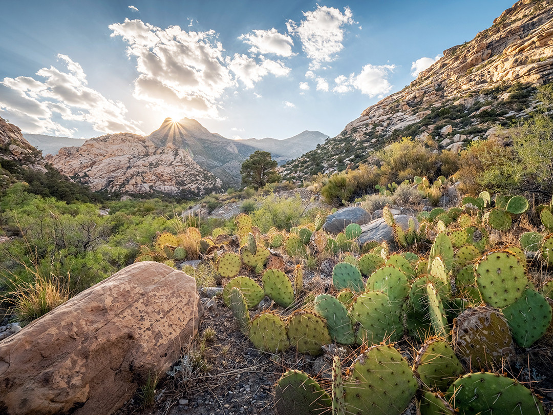 The sun setting behind the peak of La Madre Mountain, inside Red Rock Canyon, Nevada.⁠
⁠
The La Madre Mountain Wilderness is a federally protected area covering over 47,000 acres of rugged terrain, contained within the Red Rock Canyon National Conservation Area, which is only a surprising 20-minute drive from Las Vegas. This area is unique because it is part of the Keystone Thrust fault, where older limestone (Paleozoic) has been pushed up and over the younger (Jurassic Aztec) sandstone. This rare geological inversion is visible with the pale limestone at the higher elevations in this photograph and the vibrant sandstone found mid slope.⁠
⁠
On this particular evening in July of this year, the intention was to capture the setting sun beaming down the center of a canyon. I just wasn’t sure which area this could be accomplished at within Red Rock. So, knowing that at this time of the year the sun will set around 67 degrees north of west, I was able to use the map to find which trail within the mountains faced 67 degrees north of west, which ended up being Rocky Gap Road. Searching around for interesting foreground elements led me to this patch of prickly pear cacti, where as the sun began to drop the edges of the cactus pads caught a bit of rim lighting, illuminated by the setting sun for only a few moments before fading away.