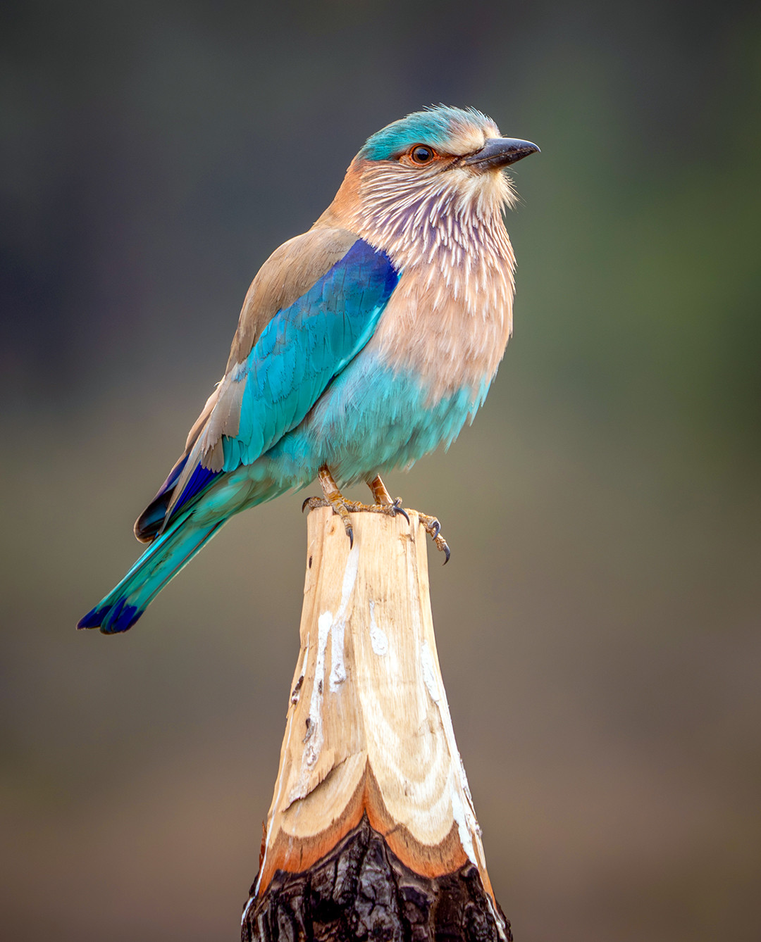 An Indian roller perches upon a hand carved fence post, on the side of a road inside Kanha National Park, India.⁠
⁠
Being an extremely colorful and exotic looking bird, one might assume the Indian roller is a rare sight to behold. But it is actually quite common to see, especially in open woodlands, fields, and roadside habitats, as was the case on this day driving through Kanha National Park. This was not my first Indian roller sighting during the trip, nor my last, but it was definitely the most opportune encounter, as it flew ahead of our vehicle, landed on this fence post, and perched long enough to take multiple photographs.⁠
⁠
They are incredibly colorful in person, but what makes their color unique is that it is not due to pigment in the feathers, but rather structural color. Pigments absorb wavelengths of light, while microscopic textures on the feathers reflect and scatter light in a way that produces shimmering iridescence and brilliant blues and greens, almost metallic looking. This phenomenon is also seen in peacocks and in certain butterflies such as the blue morpho. Because of this, their color can appear dull in poor lighting, but in a well-lit moment like this one, their striking beauty truly stands out.