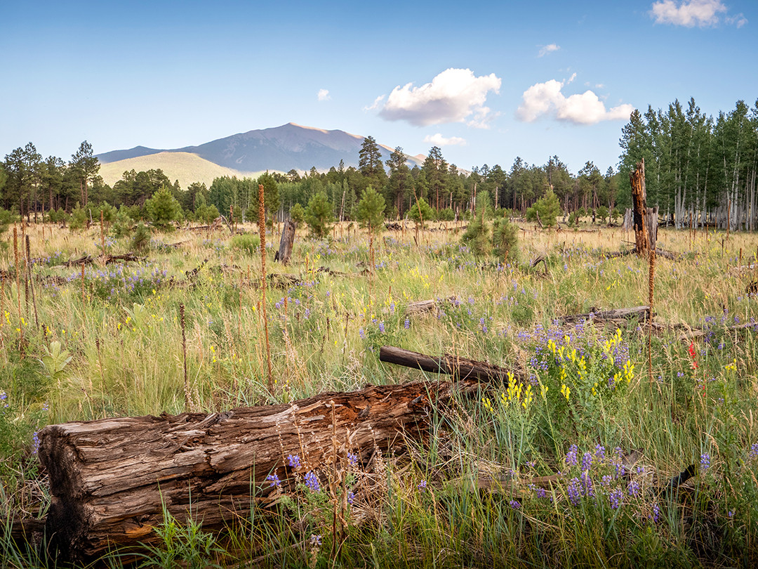 A flower-filled late-summer meadow located in the high-elevation Coconino National Forest, outside of Flagstaff, Arizona.⁠
⁠
Sitting at right around 8,000 feet (2,438 m) in elevation, this part of Arizona is much different than the desert regions the remainder of the state is known for. Humphreys Peak, in the background, stands at 12,633 feet and is Arizona’s highest point. Flagstaff itself sits at around 7,000 feet, and the ecosystems change as you approach higher and higher elevations, climbing up toward Humphreys Peak.⁠
⁠
Ponderosa pines are typically found between 6,500–8,500 feet, and aspens between 7,500–9,500 feet. The presence of both in this photograph suggests it was taken right around 8,000 feet. The broad, grassy meadows abundant with summer wildflowers are found just below subalpine levels, where monsoon moisture and snowmelt fuel the plant and animal life found here. This area is a biological overlap zone where Rocky Mountain, Great Basin, and Sonoran Desert species all coexist, making it quite unique.⁠
⁠
I spent just one day in the Flagstaff area after arriving from the Grand Canyon early that same morning. The differences between the two were felt in the temperature as well as the lushness of the plant life, resembling the Rocky Mountains more than the desert I had just departed from. While searching for a place to take a photograph toward the end of the day, this open meadow with purple lupine and yellow composites among tall grasses and weather-silvered logs served as a nice foreground for the San Francisco Peaks in the background.
