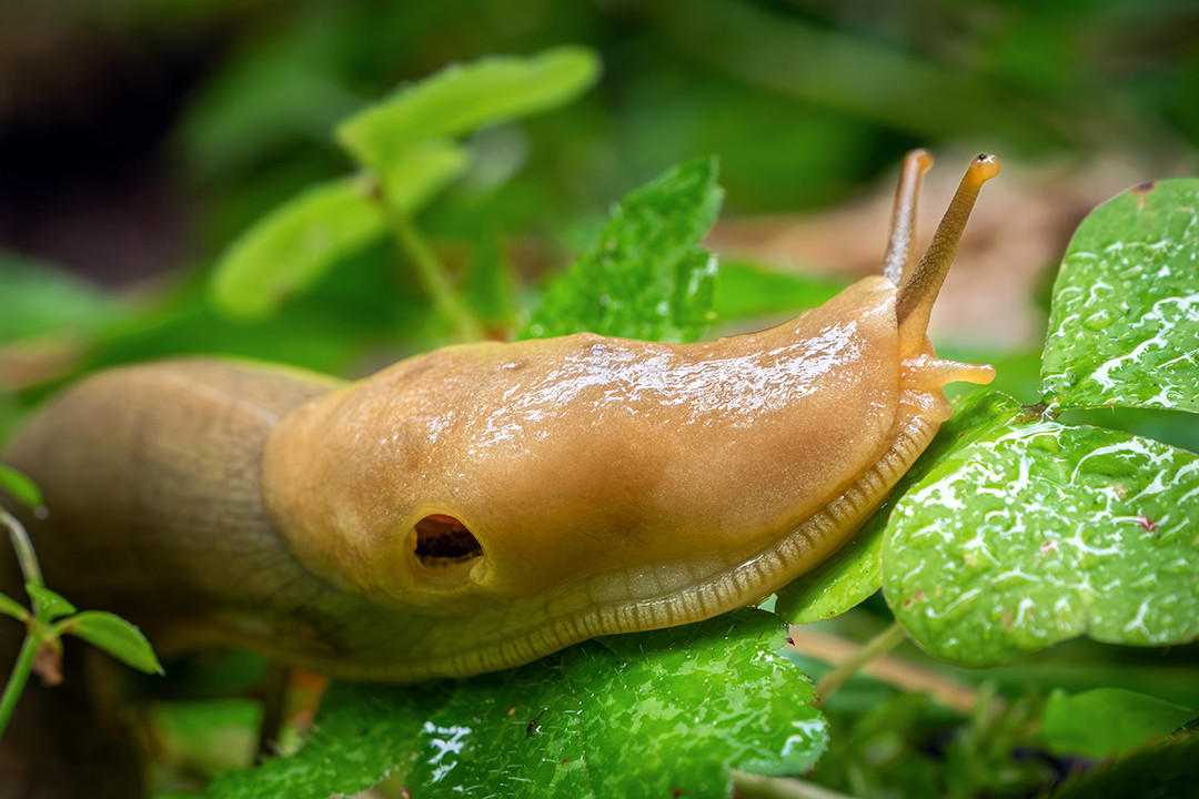A Pacific banana slug very slowly makes its way across some rain-saturated leaves, inside the Quinault Rainforest, Washington.⁠
⁠
Being one of the largest terrestrial slugs in North America, Pacific banana slugs are an important part of the forests they inhabit, essentially acting as little slimy cleanup crews. They feed on fungi, decaying plant material, and algae, helping recycle nutrients back into the soil. They are named banana slugs due to their general resemblance to bananas, although this is not always the case, as their coloration can range from cream, to olive-brown, to their notorious bright yellow. They can also be spotted or plain, depending on genetics and environment.⁠
They are quite common in temperate rainforests, due to the abundance of the mosses, ferns and fungi they rely on Although widespread, finding them can be quite the challenge, due to their size and ability to blend in to their surroundings. As common as they are in the wild here, the Pacific banana slug has become the official mascot of the Pacific Northwest temperate rainforests, as every store I stopped in around the area had stuffed animals, t-shirts, stickers and all sorts of other souvenirs celebrating its beloved status.