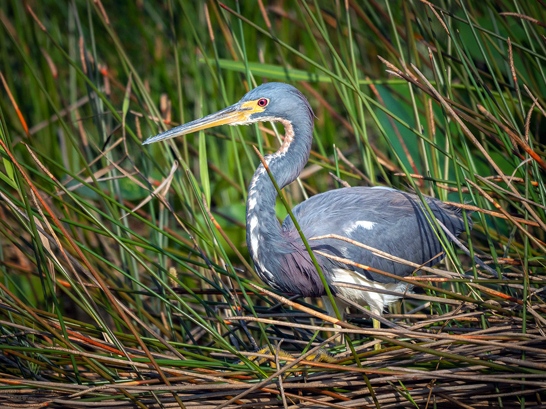 A tricolor heron wades through a sawgrass marsh, hunting for fish inside Everglades National Park, Florida.⁠
⁠
Tricolor herons are medium-sized herons found along the eastern coast of the United States, extending through Mexico and into parts of the coastal regions of northern South America. During their breeding season, they are commonly found in mangroves, coastal estuaries, salt marshes, and lagoons. Outside of the breeding season, they also utilize lakes, canals, and freshwater marshes, of which the Everglades has plenty.⁠
⁠
In the Everglades, the dry season typically spans from November through April. During this time, receding water levels concentrate fish into increasingly confined areas, creating highly productive feeding opportunities for wading birds such as tricolor herons.⁠
⁠
Their hunting style is more active than that of many other herons, as they deliberately walk through shallow water rather than standing motionless, using quick jabs and sudden lunges to capture small fish concentrated within narrow water channels and open pockets between vegetation.