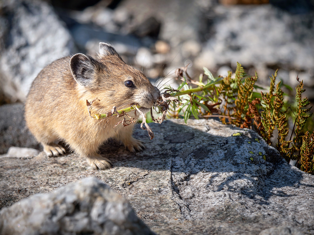 An American pika harvesting vegetation to store underground in preparation for their long winter inside the high elevations of Grand Teton National Park, Wyoming.⁠
⁠
Pikas live in high-elevation alpine environments, such as those found in the higher elevation regions of Grand Teton National Park. They are especially fond of talus slopes made up of broken rock, giving them places to not only make a burrow, but places for them to store the hay that they harvest throughout the year, to help them get through winter.⁠
⁠
Pikas do not hibernate like many winter mammals, and in order to survive the upwards of 9 months of being covered in snow, they must engage in haying, which is harvesting vegetation in the form of grasses, wildflowers, and other leafy plants to feed on while their environment is inhospitable in the winter.⁠
⁠
They maintain multiple haypiles, and on this day, the pika was quite busy gathering vegetation to store for the winter. I watched this pika, along with a handful of others, essentially gather plants nonstop, over and over and over again. On this particular trip, this pika grabbed a mouthful of two separate plants, a bit of alpine forb vegetation with some fern mixed into it. They prefer plants which dry well without molding, with small and narrow leaves, that are able to retain their nutrients over the winter, which both of these are.
