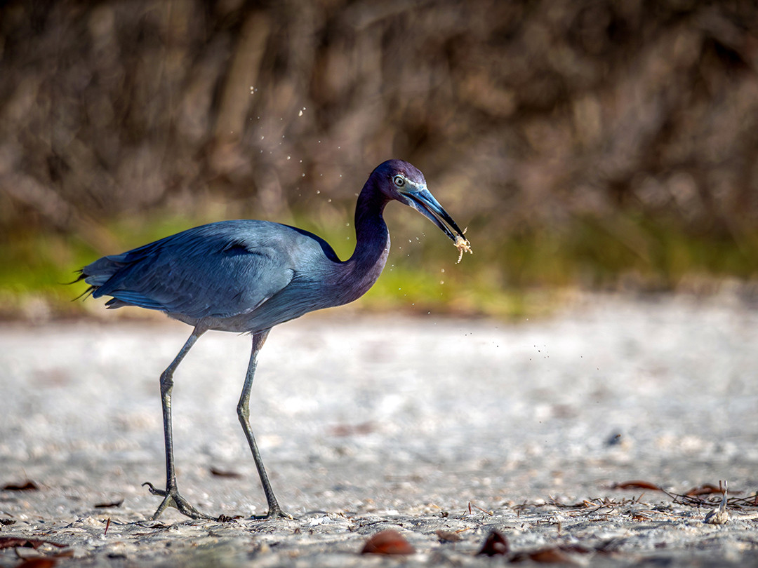 A little blue heron catching a juvenile Atlantic ghost crab, along the white shores of Honeymoon Island State Park, Dunedin, Florida.⁠
⁠
When walking up and down the picturesque white sand beaches of Honeymoon Island State Park, you may miss the plethora of crab life taking place below and on top of the surface of the fine quartz sand. This is partly due to most of the crabs here being quite pale in color, blending quite well into their environment. You are also likely to miss them because they spend much of the day inside their burrows, emerging predominantly at night, preferring to stay inside the safety and cooler atmosphere below the surface. So, there is a good chance they would go unnoticed to the casual beachgoer, walking up and down the beach, never seeing a crab.⁠
⁠
But the same cannot be said of the predatory water birds who frequent these beaches, such as the little blue heron, who notice these crabs with ninja-like precision. Little blue herons are wading birds whose hunting behavior involves slowly walking the shore, pausing frequently to inspect these crabs’ burrows, waiting for signs of movement. Towards the end of the day, these crabs will emerge, seeking out water to moisten their gills, making them temporarily susceptible to attack from these opportunistic birds.⁠
⁠
I spent the better part of this evening photographing the varied bird life along the Pelican Cove area of Honeymoon Island, hoping to catch some birds zeroing in on their prey. It happens incredibly fast, striking down at the crab, quickly repositioning and shaking their newly caught meal before swallowing it whole. Not only was this little blue heron satisfied with its catch, I was equally pleased with capturing this moment. Two catches in one.