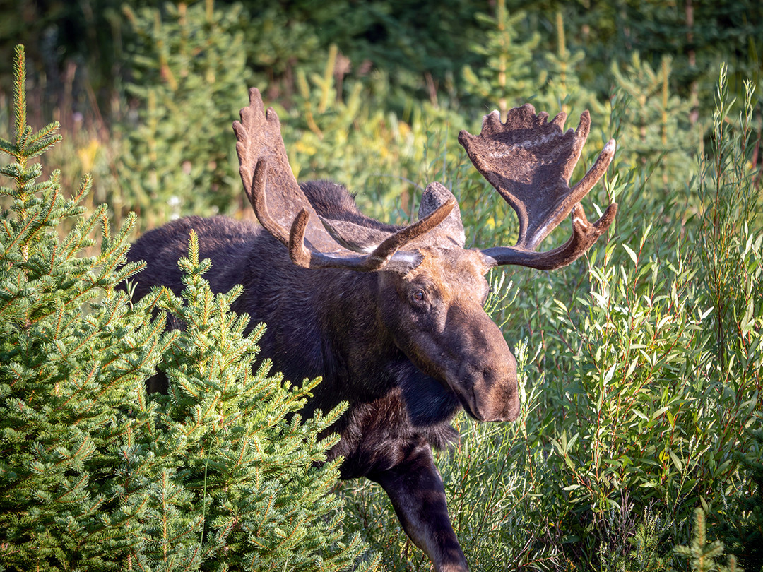 A bull moose emerges from the dense riverside conifers of Grand Teton National Park, Wyoming.⁠
⁠
In the two times I have been fortunate to visit Grand Teton National Park, I have seen a moose foraging at this almost exact same spot on both occasions. The reason being that this stretch of riverside tree growth, as well as many other riverside regions in GTNP, align perfectly with the habitat preferences of moose.⁠
⁠
The riparian zones where rivers transition into forest provide the perfect mix of young tree species to aid the moose in its daily struggle for survival. The young conifers provide dense cover, whose lower branches cloak the moose better than any adult tree could ever do. The river systems also create cooler microclimates during the summer heat. But most importantly, the young willows and aquatic vegetation mixed within the conifers provide the exact nutrients that moose need, with the added benefit of being easier to chew and higher in nutritional content versus mature plants.