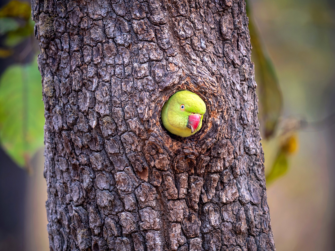 A male Indian rose-ringed parakeet poking out of his nest, inside the cavity of a tree in Pench National Park, India.⁠
⁠
Indian rose-ringed parakeets are cavity nesters, meaning they do not build traditional nests. Instead, they search for naturally occurring tree hollows or the holes left by woodpeckers to build inside of. More often than not, they rely on mature trees with internal decay, and with suitable cavities being a finite resource, they compete with other birds and small mammals for the right to occupy them.⁠
⁠
The teak and mixed hardwood species found within the tropical dry deciduous forest of Pench National Park are a valuable resource for cavity nesters, as the trees found there can be quite old, with plenty to choose from. Since their nests are hidden inside trees, they must peer out in order to keep an eye on their surroundings, which was the case with this bird on this occasion, who took a few moments to peek outside its cavity, allowing me to sneak my own peek, capturing this photograph.