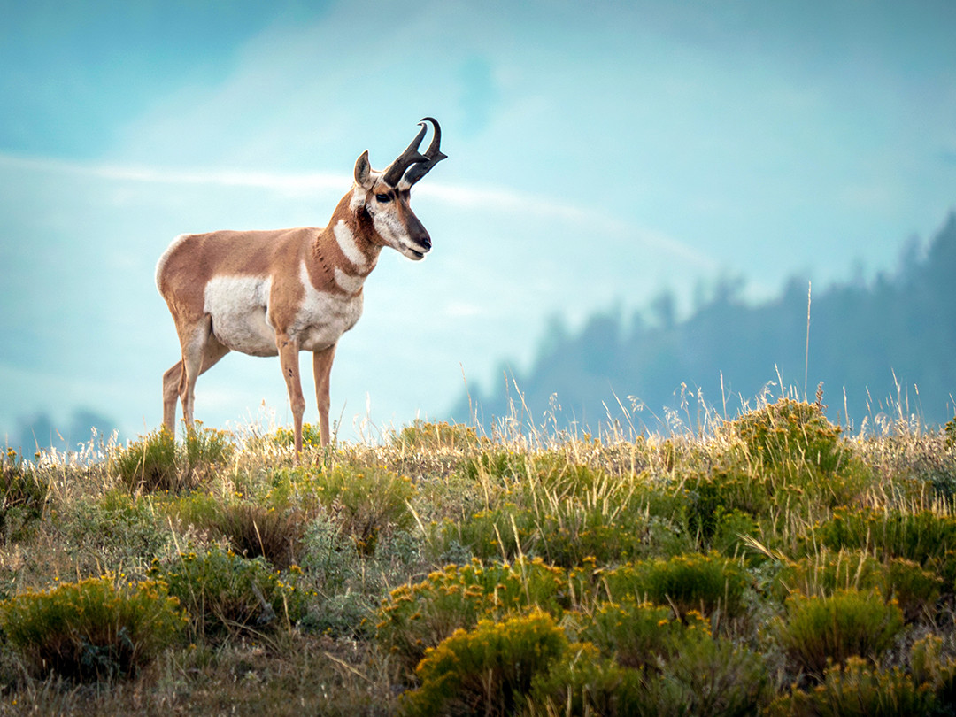 A male pronghorn stands atop the rolling ridgelines of Lamar Valley, Yellowstone National Park, Wyoming.⁠
⁠
Pronghorn are native to the western portions of North America, from the northern deserts of Mexico to the southern sections of Alberta and Saskatchewan in Canada, covering the western United States in between. Their highest population is found in Wyoming, where this one was seen, inside of Yellowstone National Park. Their habitat preference is open plains and prairies, sagebrush steppes, and rolling hills with long sightlines, which almost perfectly fits the landscape of the Lamar Valley region in Yellowstone.⁠
⁠
Given their preference for rolling hills with long sightlines, it makes sense that they have adapted to seeing long distances, aiding their ability to spot predators. They have some of the largest eyes relative to body size of any land mammal, allowing them to detect movement several miles away, which was certainly useful on this morning, as there was in fact a coyote in the distance this pronghorn was keeping his eye on, using this ridgeline for its raised view.