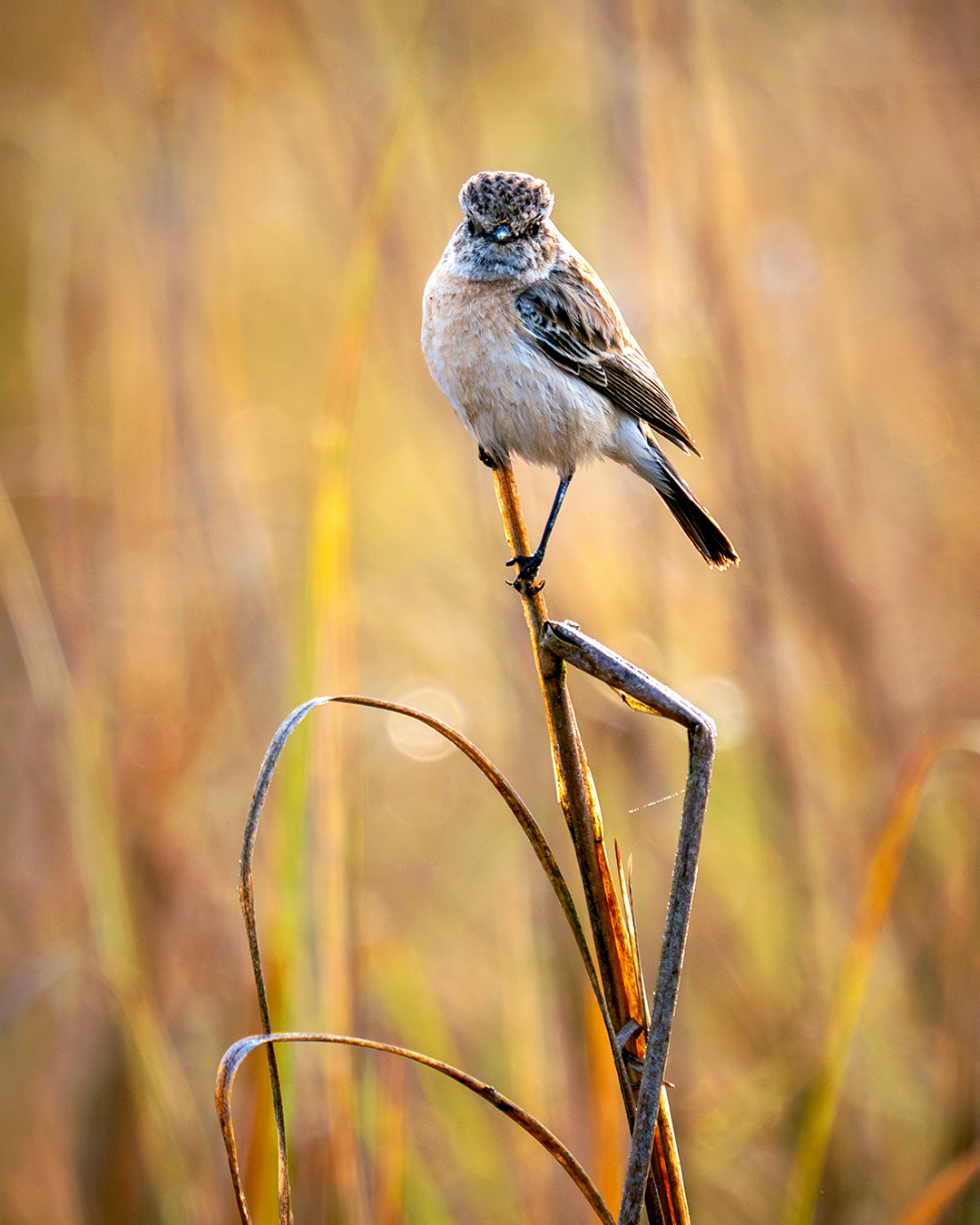 A female Siberian stonechat perches atop the dried grasses of Kanha National Park, scanning the grasslands below.⁠
⁠
Siberian stonechats can be found across most of temperate Asia, with their breeding territory extending as far as northeastern Europe. Although India, where I photographed this, is outside of their normal breeding range, their wintering range does extend to much of the Indian subcontinent when its climate is more temperate. They prefer open rough scrublands or grasslands with scattered shrubs, as they are insectivorous, and these habitats support their hunting behaviors.⁠
⁠
They are “perch-and-pounce” style hunters, where exposed stems or shrubs serve as elevated points of observation, allowing them to scan the areas below them for movement, dropping down quickly to catch the insects below before returning to their lookout perch. This strategy helps them conserve energy while maximizing visibility over the surrounding tall grass.