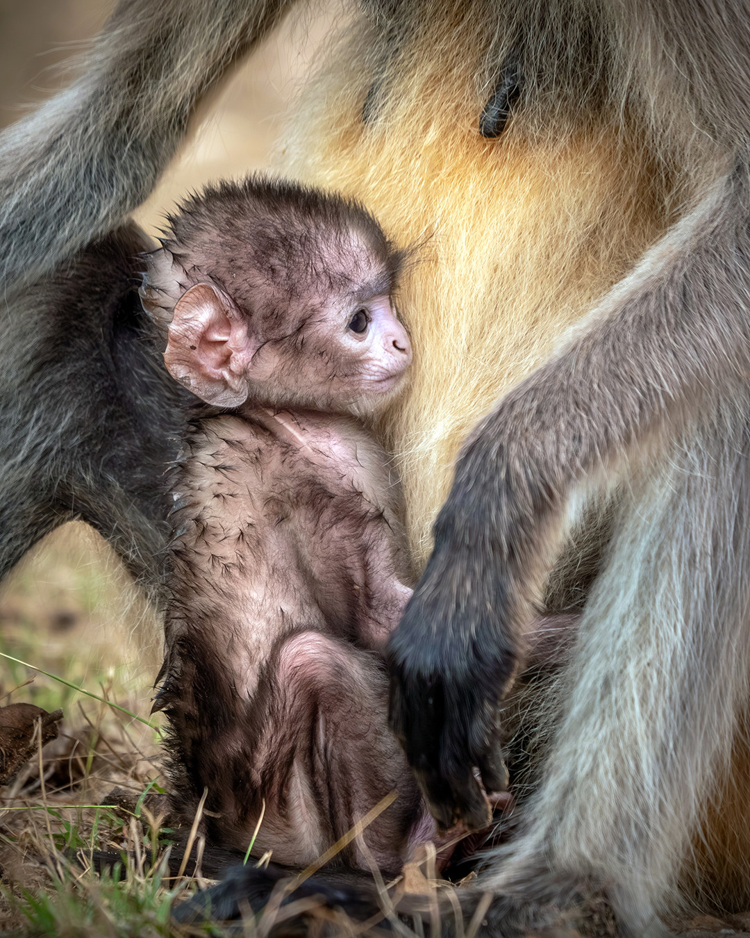 A newborn baby Hanuman langur clings tightly to its mother inside Pench National Park.⁠
⁠
Being most likely less than a few days old, this newborn Hanuman langur is highly dependent on its mother, not only for milk and warmth, but also for protection while moving through the trees or across the ground. Newborns stay almost continuously attached to their mother during the first weeks of life, relying on them for safety and comfort throughout those crucial early days.⁠
⁠
While traveling throughout Pench, seeing these monkeys became quite common, and after the first day I found myself almost ignoring their constant presence, rarely feeling the urge to stop and photograph them. I was so focused on finding tigers and leopards that stopping for every langur we saw would have eaten up too much valuable time. Of course, that instantly changed the moment something special was happening, like a recently born baby holding tightly onto its mother. I’ll stop for that every single time.