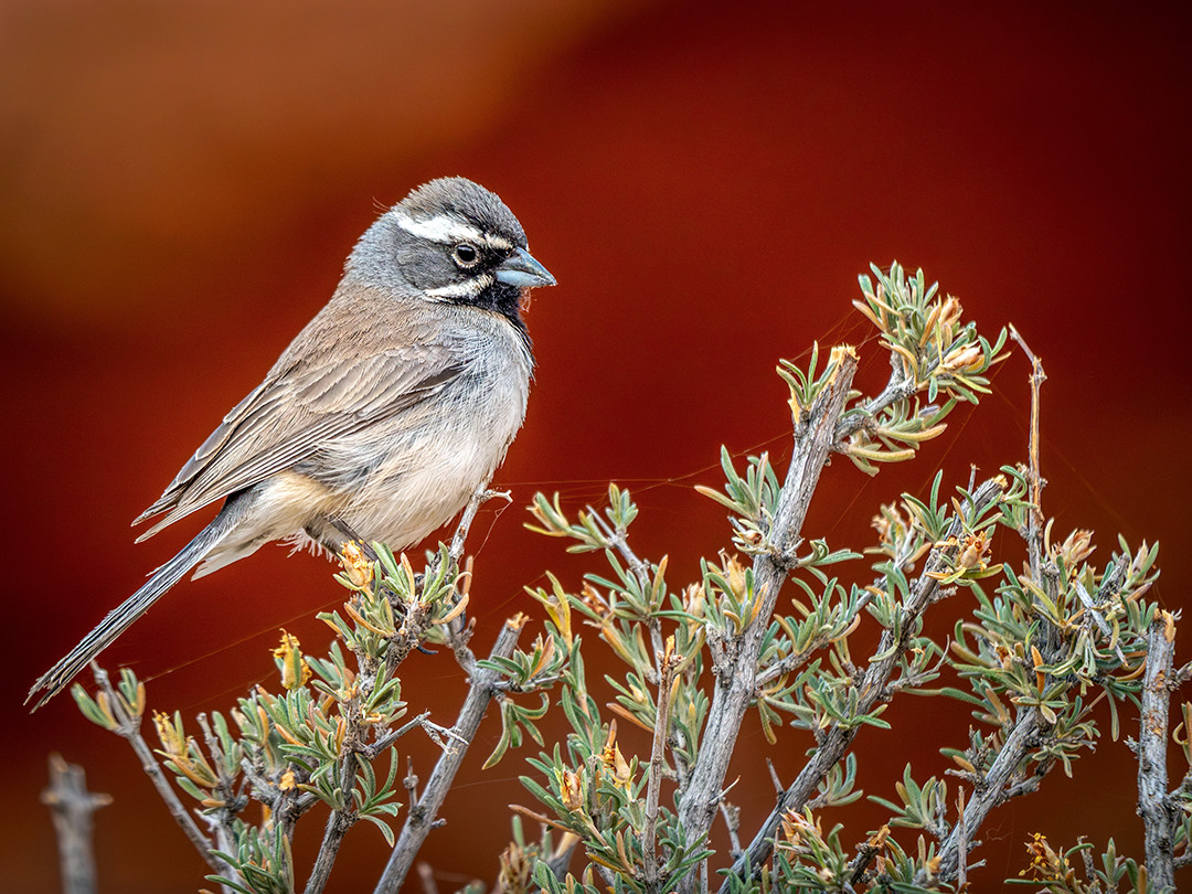 A Black-throated Sparrow perches atop a desert shrub in the high desert of northern Arizona.⁠
⁠
Found across the desert scrublands and shrubby environments of the American Southwest and Mexico, the Black-throated Sparrow is a species highly adapted to the arid environments found in these regions of North America. They use these types of shrubs as elevated perches to look out for prey, as well as predators.⁠
⁠
I encountered this Black-throated Sparrow not too long after the sun had risen, on a hike I was taking into the Havasupai Reservation, in northern Arizona. I wasn’t looking for this bird, or any animal in particular for that matter, as I was more focused on getting to my destination and completing the long hike. But, as with any hike I take, I keep my telephoto lens attached and camera hanging from my backpack, as sometimes opportunities like this present themselves, if only briefly.