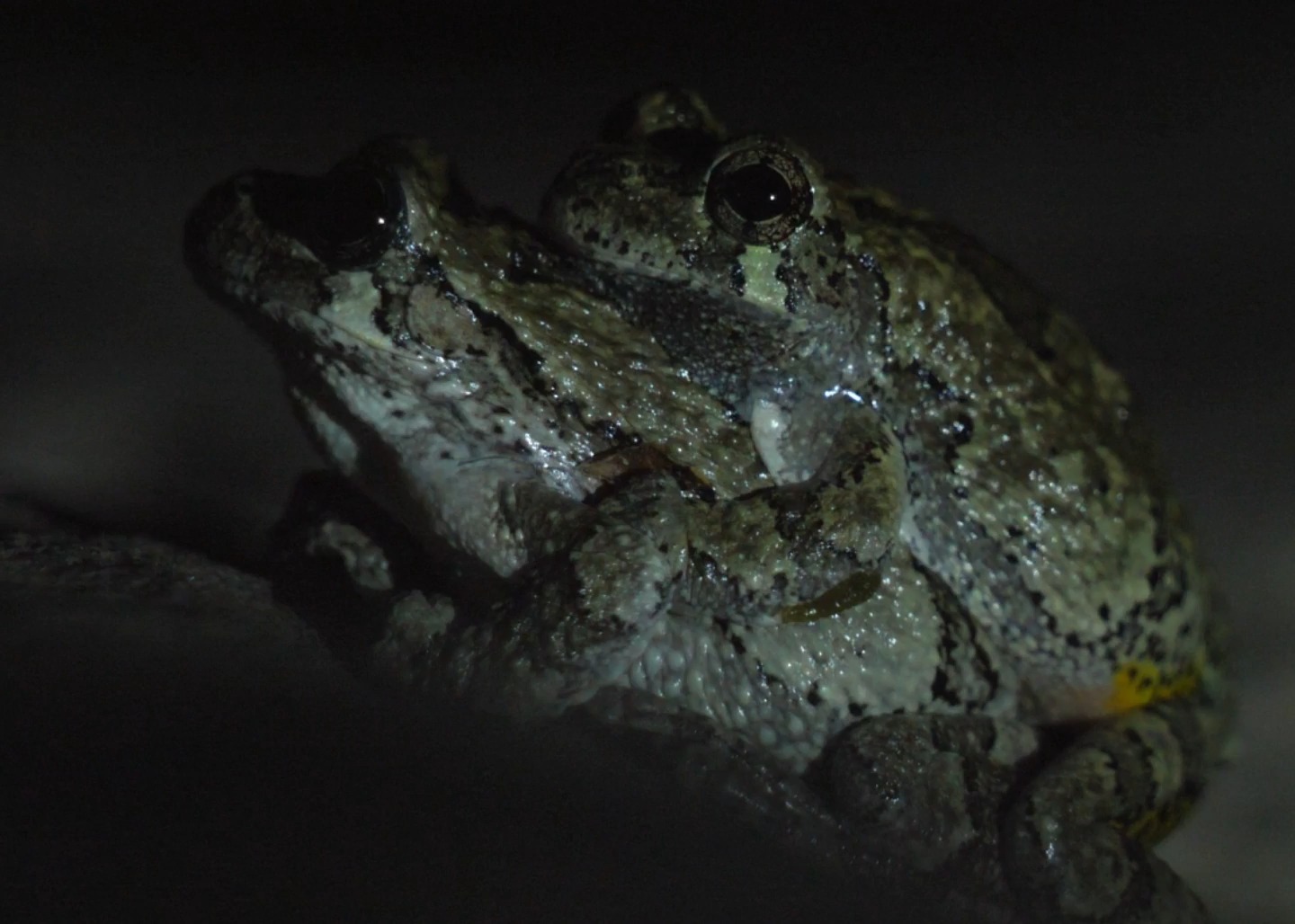 Two Gray Treefrogs in a mating embrace during the breeding season in Massachusetts.⁠
⁠
This happened last night here in Massachusetts, where Gray Treefrogs are currently in the midst of their breeding season. The male is grasping the female in a mating behavior called amplexus, allowing him to fertilize the eggs externally as she lays them. During this time of year, males advertise their availability with long trills (heard at the tail end of this video). The female can lay hundreds to nearly 2,000 eggs, and based on her behavior, she may have spawned not long after this video was recorded. During the video, you can see subtle rolling movements in the female’s abdomen, which are likely muscular contractions associated with repositioning the eggs inside her body.⁠
⁠
Gray Treefrogs are widespread throughout Massachusetts and are commonly found around woodland ponds, marshes, vernal pools, and wetlands during breeding season. This pair happened to be in my backyard, which is quite common. Although this is the first time I have witnessed this behavior in person, it was fascinating to observe. I shot this quick video before leaving them to continue their business undisturbed.

#graytreefrog #graytreefrogs #treefrog #dryophytesversicolor #frogs #frogsofinstagram #amphibian #amphibians #herpetology #amplexus #wildlife #wildlifephotography #nature #naturephotography #massachusetts #newengland #masswildlife #vernalpool #wetlands #breedingseason #backyardwildlife #discoverwildlife #earthcapture #ourplanetdaily #wildlifebehavior #evantphotog