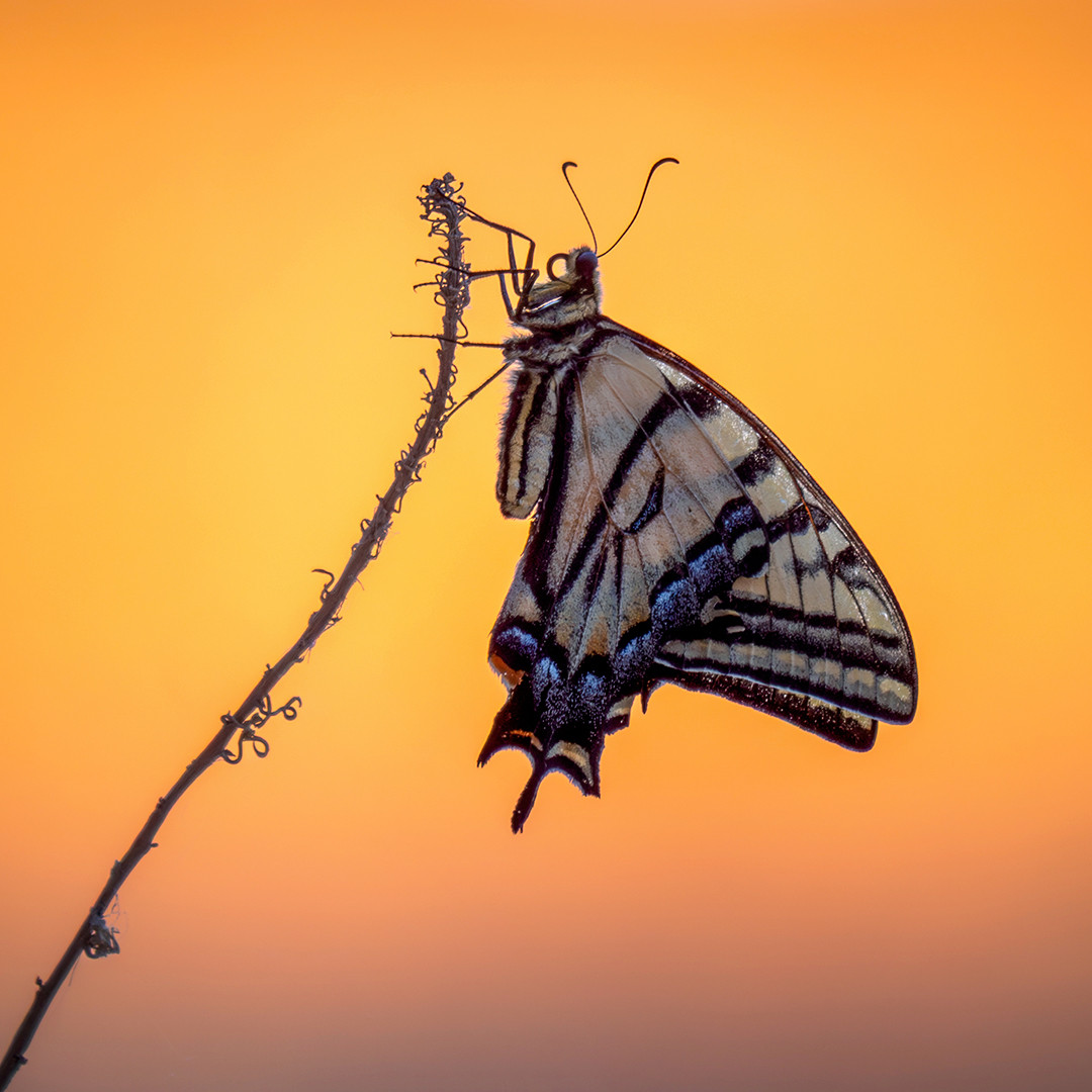 A Two-tailed Swallowtail roosting on a dry stem as it waits to warm up in the morning sun, in northern Arizona.⁠
⁠
Butterflies are cold-blooded, and as such, they become quite inactive at the end of the day when temperatures begin to drop. They don’t technically sleep the way humans or other mammals do, but rather enter a state of inactivity in which their metabolism slows and they remain motionless throughout the night. They often use elevated perches like this one to roost, as doing so raises them above the cooler air near the ground, provides a good launching point to begin the following day, and reduces the chance of predators approaching unseen through denser vegetation.⁠
⁠
I noticed this roosting swallowtail very shortly after sunrise, but before the rising sun had a chance to overcome the canyon walls and warm the valley below. During this period, the butterfly is still waiting for its thoracic muscles to reach the temperatures needed for flight, essentially rendering it unable to fly. As a result, photographing it at this moment is remarkably easy, and I certainly capitalized on that.