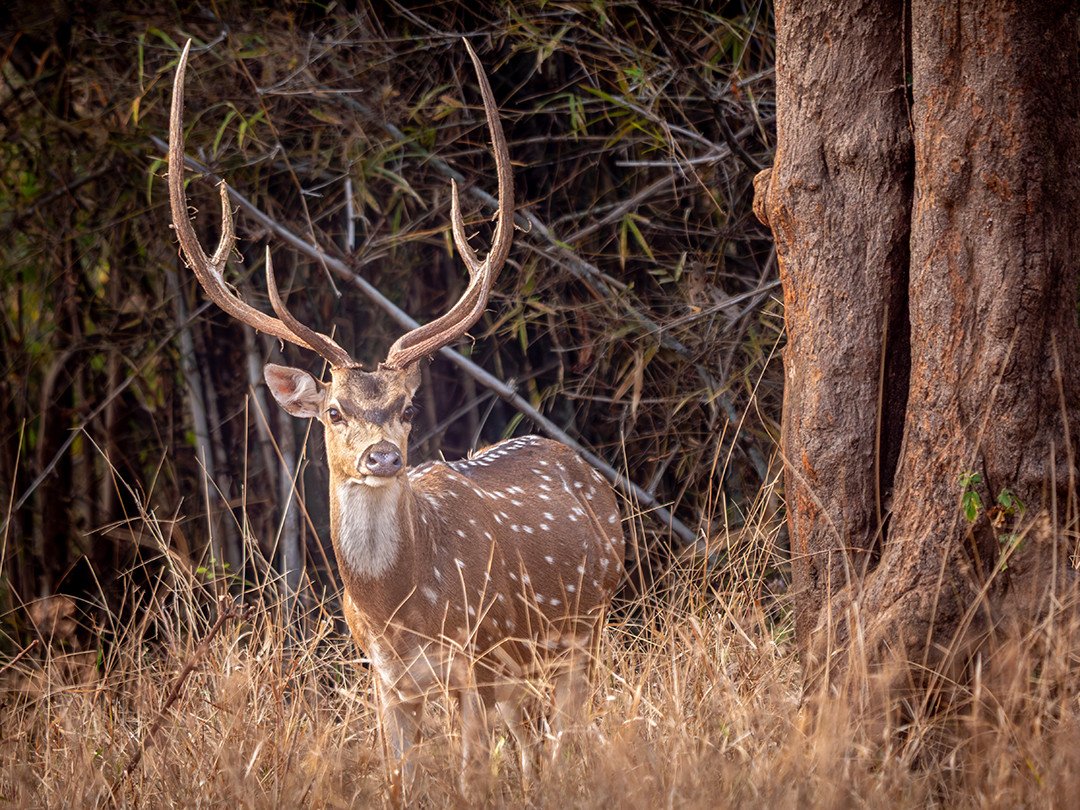 A male Chital (spotted deer) stands alert in the forests of Kanha National Park, India.⁠
⁠
Being one of the most recognizable deer species in Asia, Chital, also known as spotted deer, are a common sight throughout much of India. In many national parks, they are among the most frequently encountered large mammals, often rivaling the gray langur in abundance. The two species share a fascinating mutualistic relationship, helping each other remain alert to the many predators that inhabit the forests they call home.⁠
⁠
Given the high concentration of tigers and leopards in places such as Kanha, a constant level of vigilance is required to survive. Chital will sound alarm calls when they detect danger, with langurs often returning the favor from the safety of the treetops. As an added benefit, langurs frequently drop fruits, leaves, flowers, and seeds while feeding, providing an easy meal for the deer below. This partnership is considered one of the most well-known examples of mutualism in Indian wildlife.
