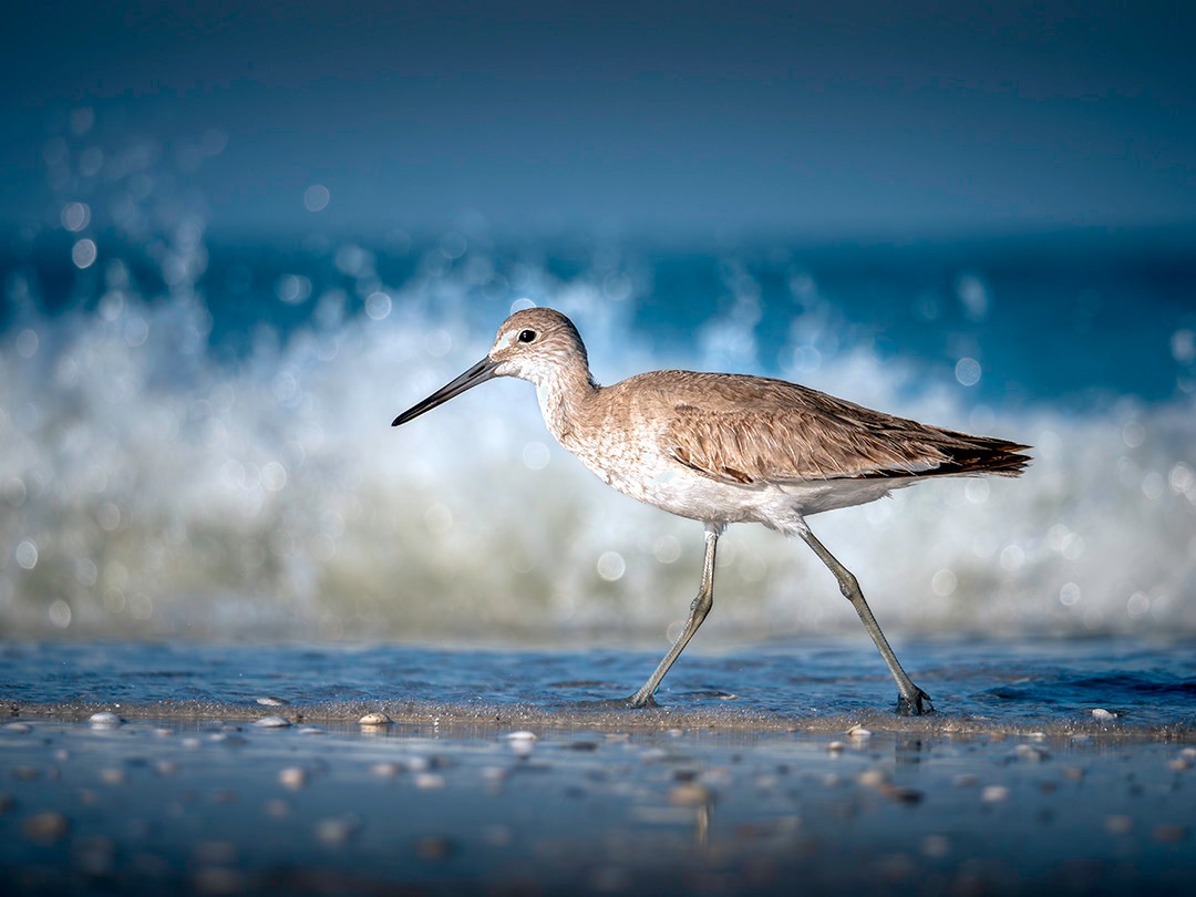 A Willet walks in front of a crashing wave while foraging along the shoreline at Honeymoon Island State Park in Dunedin, Florida.⁠
⁠
Willets are found along the coasts of North America and into parts of Central and South America, mainly inhabiting beaches, marshes, and mudflats. During the winter months, they are quite common along Florida’s coastlines, where this one was photographed at Honeymoon Island State Park.⁠
⁠
They are opportunistic feeders, seeking out small crabs, shrimp, marine worms, mollusks, insects, and other invertebrates depending on what’s available. They often forage by walking along the surf line, either probing into the wet sand with their long bills or quickly snatching up prey exposed by receding waves.⁠
⁠
Which is exactly what was happening on this morning. While birds like herons often stand motionless and wait for prey to come within striking distance, Willets continuously walk the shoreline, timing their movements with the rhythm of the surf. As each wave recedes, hidden prey is exposed, giving them only a few moments to grab a meal before the next wave crashes in.
