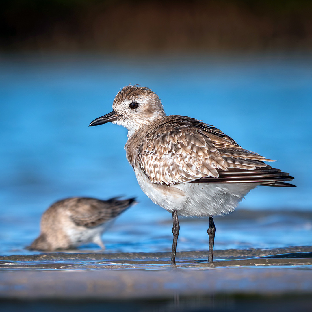 A Black-bellied Plover briefly stands still while foraging along the shoreline of Honeymoon Island State Park, Florida.⁠
⁠
This Black-bellied Plover was photographed back in March while sporting its nonbreeding plumage during its winter stay in Florida, quite far from where it likely breeds. These long-distance migrants nest on the Arctic tundra, with some individuals traveling south from as far away as northern Alaska and Arctic Canada.⁠
⁠
Many shorebirds are known for constantly probing the sand with their bills in search of food, but Black-bellied Plovers are primarily visual hunters. Rather than relying heavily on touch, they use their excellent eyesight to scan the shoreline before suddenly running forward to capture prey. Their diet consists of a variety of crustaceans, insects, mollusks, marine worms, and other small invertebrates.⁠
⁠
Which is exactly what this plover was doing along the shoreline of Honeymoon Island State Park. Between pausing, scanning, and darting after potential prey, it stopped just long enough for me to take its picture.