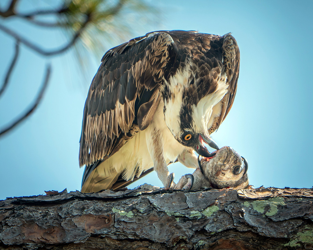 An osprey pins its fresh catch against a pine branch with one talon while tearing off bite-sized pieces with its bill, in Honeymoon Island State Park, Florida.⁠
⁠
On a recent trip to the Dunedin area of Florida, I spent three separate occasions exploring Honeymoon Island State Park. Known mostly for its beautiful white sandy shorelines and mangroves, the slash pine flatwoods in its interior often go overlooked. The northern peninsula of the island is home to the roughly 2.5-mile (4 km) Osprey and Pelican Trail. This trail winds through a slash pine forest, and in addition to the ospreys and pelicans the trail is named after, great horned owls are also quite common here.⁠
⁠
Ospreys are so easy to come by in this part of the park that I often found myself resisting the urge to photograph every sighting, as there were just so many of them. But when I saw this osprey perched in a pine tree not too far off the side of the trail, I was surprised to see this fish draped over the branch, with the osprey preparing to feed. They generally begin eating at the head first, as this is where many of the softer tissues and nutrient-rich organs are located. Consuming the head first also makes the rest of the body easier to handle and manipulate while perched.