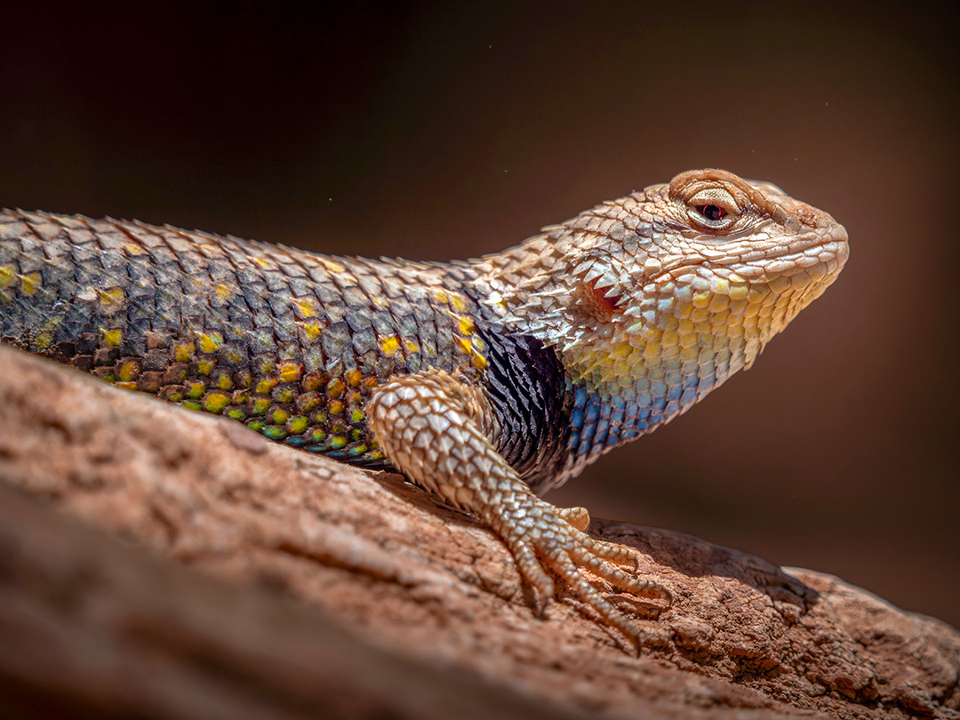 A male Yellow-backed Spiny Lizard basks in a patch of sunlight on a tree branch in Havasu Canyon, Arizona.⁠
⁠
While normally masters of camouflage, adult male Yellow-backed Spiny Lizards can be quite the opposite when they want to be. During the breeding season, males flash their colorful throats while performing push-ups and head-bobs to attract females and warn off rival males. Yet even colorful individuals, like the one I photographed here, become surprisingly difficult to spot when they remain motionless against tree bark, where their mottled scales blend in remarkably well.⁠
⁠
Thankfully, this male wasn't completely motionless that afternoon, or I may have missed him entirely. He was climbing along the branches and trunk of a tree before making his way to this sunny spot on one of the lower limbs. Since they are ectotherms, they constantly move between sun and shade to maintain an ideal body temperature, which was most likely what this individual was doing when I noticed him. They also spend much of their time on trees, where they can quickly scurry around to the opposite side of the trunk or branch, using it as a shield from predators.