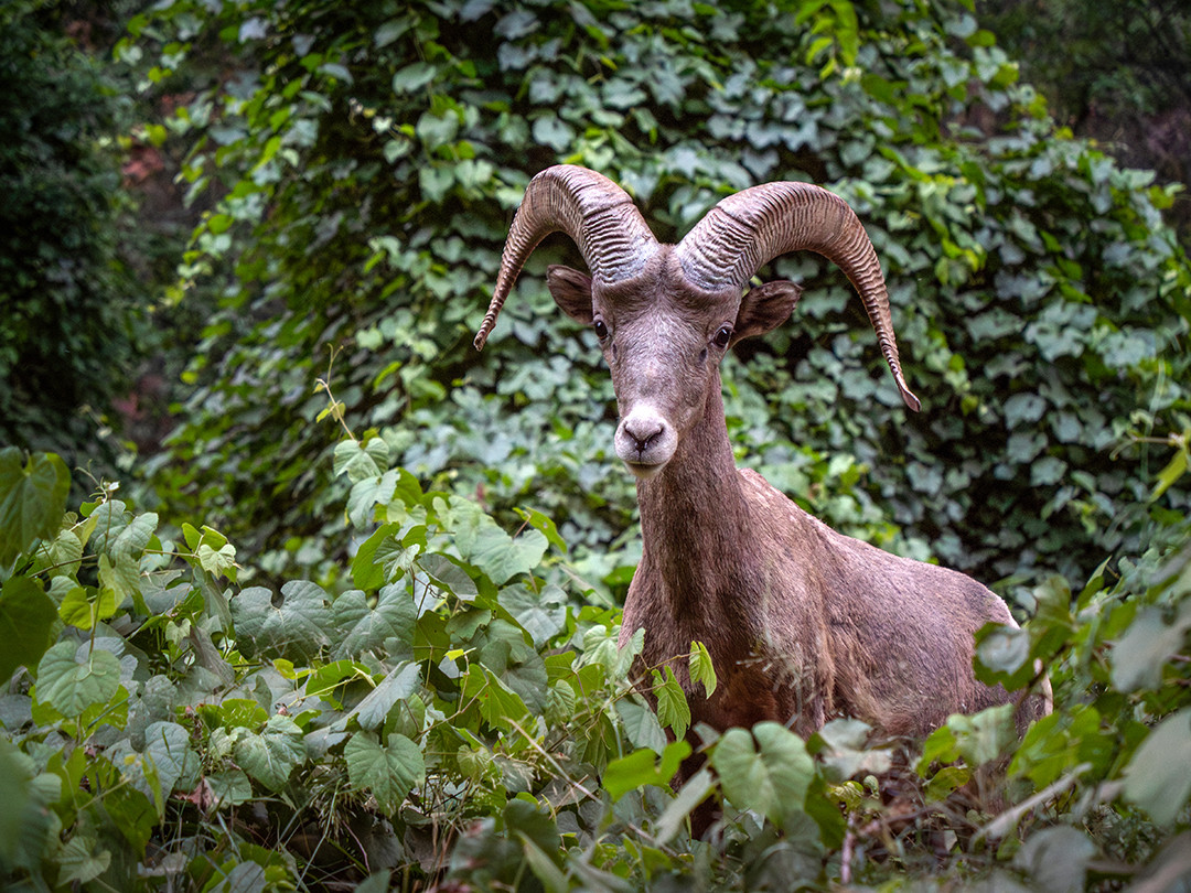 A desert bighorn sheep emerges from the lush Arizona wild grape vines blanketing this section of Havasu Canyon.⁠
⁠
When I think of desert bighorn sheep, the environmental visuals that come to mind are them navigating a dry sandstone landscape surrounded by various desert scrub and cacti. Which is why the lush, oasis-like environment found inside Havasu Canyon felt a bit out of place to see them casually passing through.⁠
⁠
Havasu Canyon is supplied by a huge groundwater system beneath the Coconino Plateau, where water eventually emerges through springs and provides Havasu Creek with a reliable, year-round flow. In an otherwise arid section of Arizona, this abundance of water allows portions of the canyon floor to feel almost tropical.⁠
⁠
This reliable source of water creates a riparian corridor, an area of lush vegetation found alongside bodies of freshwater, in this instance, Havasu Creek. These conditions make the canyon particularly well suited for moisture-loving plants such as Arizona wild grape to thrive, while also providing desert bighorn sheep with reliable water, shade and abundant vegetation.