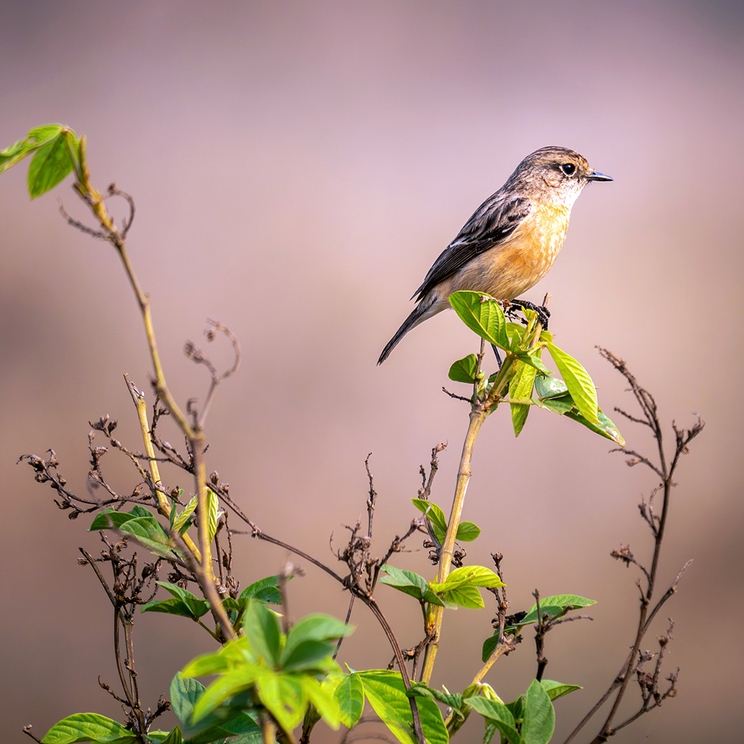 A female Siberian Stonechat perched on a shrub, surveying the grasslands of Kanha National Park, India.⁠
⁠
Siberian Stonechats are not year-round residents in India; they are winter migrants, flying south from breeding grounds across temperate Asia and Siberia. They favor open habitats such as grasslands and scrub, both of which are abundant throughout Kanha National Park.⁠
⁠
The great distances they are able to cover during their migrations are quite remarkable, especially considering their small size. Siberian Stonechats are only about 5 inches (13 cm) long and weigh, on average, just 1/2 an ounce (15 g). Despite this, some travel upwards of 3,000 miles between wintering grounds in India and breeding grounds as far north as Siberia and Mongolia. That is almost half the distance I flew just to get here, making their journey especially impressive given their size.