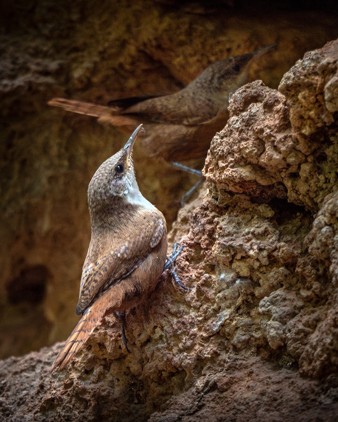 A Canyon Wren pauses very briefly between scurrying across the vertical walls of Havasu Canyon, probing its crevices for insects, in Arizona.⁠
⁠
Being named a Canyon Wren, one would expect to find these birds exactly where I did: inside of a canyon. Found across much of southwestern North America, Canyon Wrens thrive in arid, rocky environments such as canyons, cliffs, large rock piles and talus slopes. They don’t just prefer these types of ecosystems; they’re built for them. Their short, powerful legs, long hind toes and sharp claws help them grip vertical rock surfaces, enabling them to climb canyon walls while moving sideways and diagonally along cracks with ease. Additionally, their long, curved bills are essentially rock-crevice probing tools, allowing them to extract insects from cracks and crevices as they travel across the rock face.⁠
⁠
Which is exactly what was happening when I noticed these Canyon Wrens that morning. I was filling up my water bottle at Fern Spring inside Havasu Canyon when I spotted a group of wrens quickly moving across the steep cliff just above the spring, probing cracks as they went. Thankfully, my campsite was only about 50 feet away, so I was able to head back and grab my camera, managing to capture this shot during one of the brief moments when a bird remained still.