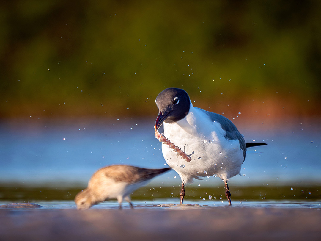 A Laughing Gull vigorously shakes the backbone of a fish on the shores of Honeymoon Island State Park, Florida.⁠
⁠
Laughing Gulls are found along the coasts of North, Central and South America, generally sticking close to the water and rarely venturing far inland. They are extremely opportunistic feeders, helping themselves to fish, squid, crabs, snails, insects, berries and just about any other morsel of food that comes their way, including those provided, intentionally or otherwise, by humans.⁠
⁠
Since this Laughing Gull was seen in an area rich in predatory bird life, it is entirely possible that the backbone in its mouth came from a fish it didn’t even catch itself. Opportunistic by nature, Laughing Gulls readily scavenge the remains of meals left behind by other animals. They are certainly capable of catching fish themselves, but they are also more than willing to take advantage of someone else’s catch when given the opportunity.⁠
⁠
Fish are a particularly valuable source of protein and fat, and even a section of backbone like this one can have plenty of edible tissue still attached. To get at those remaining pieces, the gull needs to manipulate and reposition the remains with its bill until it can grab and tear off something edible. In this case, that process involved vigorously shaking the fish backbone around, sending droplets of water flying through the air and creating the moment captured in this photograph.