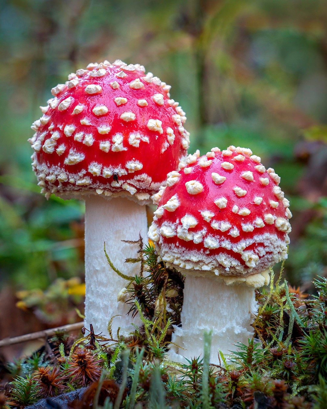 Two young fly agaric mushrooms emerge from the moss-covered forest floor of Southcentral Alaska.⁠
⁠
They may look inviting and delicious, even resembling bright red, hard sugar-coated candy apples with a sprinkling of nuts atop them. But they are quite the opposite… poisonous and certainly should not be eaten. The worst-case scenario would be death, although extremely rare, while milder cases involve stomach cramps, dizziness and hallucinations, due to their psychoactive effects.⁠
⁠
But don’t tell that to Mario and Alice in Wonderland, as the mushrooms featured in those universes are thought to be inspired by the fly agaric mushroom, with both characters changing in physical size after consumption.⁠
⁠
While poisonous to most creatures, they actually form beneficial partnerships with the trees they live amongst. The fungal filaments spread through the soil beneath trees, effectively extending the reach of the tree’s root systems, providing access to nutrients and water beyond what the roots can normally access. In exchange for the benefit they provide the trees, the fungi receive sugars produced by the trees through photosynthesis.