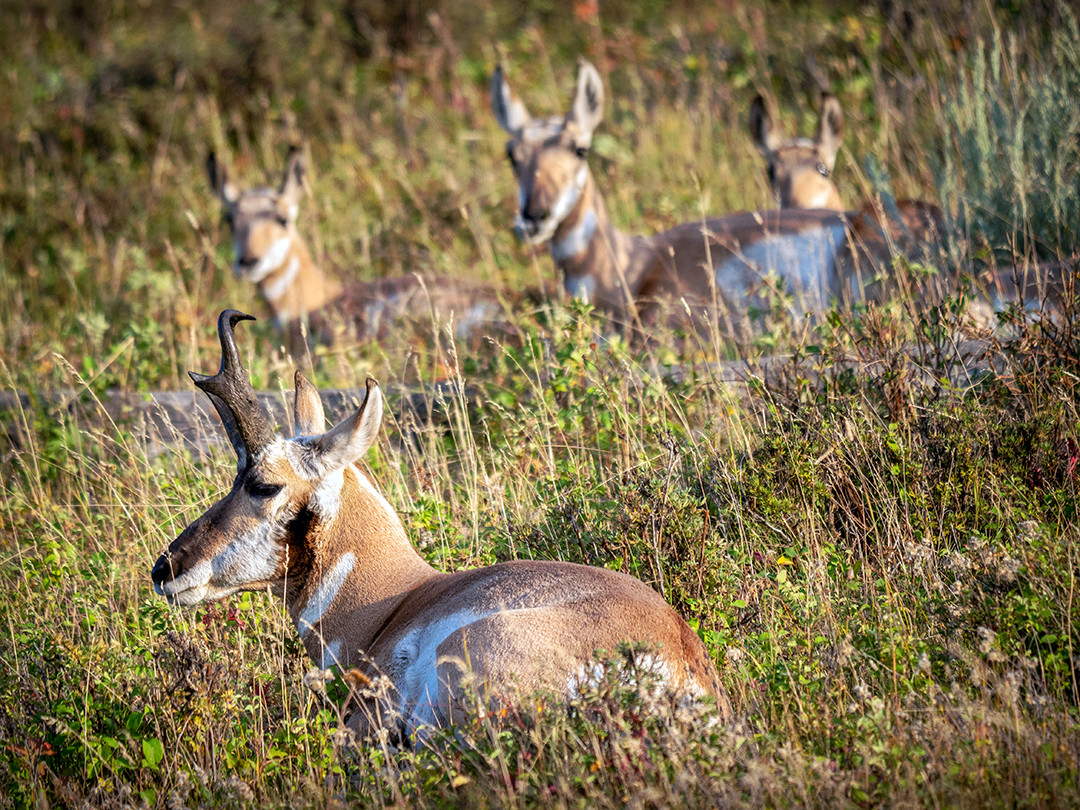 A small herd of pronghorns rests among the grasses of Lamar Valley in Yellowstone National Park, Wyoming.⁠
⁠
As the fastest land animals in North America, pronghorns are capable of running as fast as 50 mph (80 km/h) when sprinting. But unlike other fast animals around the world, such as cheetahs, they have amazing endurance, being able to maintain high speeds over longer distances, rather than just in short bursts. They also have incredible eyesight, with their large and widely spaced eyes providing an almost 360-degree field of vision. They are able to detect movement from miles away, which works to their great advantage in areas such as Lamar Valley inside Yellowstone, where the sprawling grasslands contain a variety of predators.⁠
⁠
Many refer to these animals as American antelope, with the classic American folk song “Home on the Range” even referring to a land where “the deer and the antelope play.” But this is actually a misnomer, as they belong to their own family, Antilocapridae. Similarly to true antelope, they have impressive horns, but those of pronghorns are quite unique. Most horned animals retain their horns throughout their lives, while animals such as deer and elk shed their antlers annually. Pronghorns, however, shed and regrow just their outer horn sheaths, leaving the inner bony horn cores permanently intact.⁠
⁠
Although fairly easy to spot inside Lamar Valley, their population is relatively small in Yellowstone and the surrounding area, with only around 500–600 individuals estimated in 2024. I spotted this herd partway up one of the rolling hills inside Lamar Valley, venturing to a safe and respectful distance to take this photo before returning to the valley floor to leave them to rest undisturbed.⁠
⁠
#Pronghorn #YellowstoneNationalPark #LamarValley #WildlifePhotography #YellowstoneWildlife