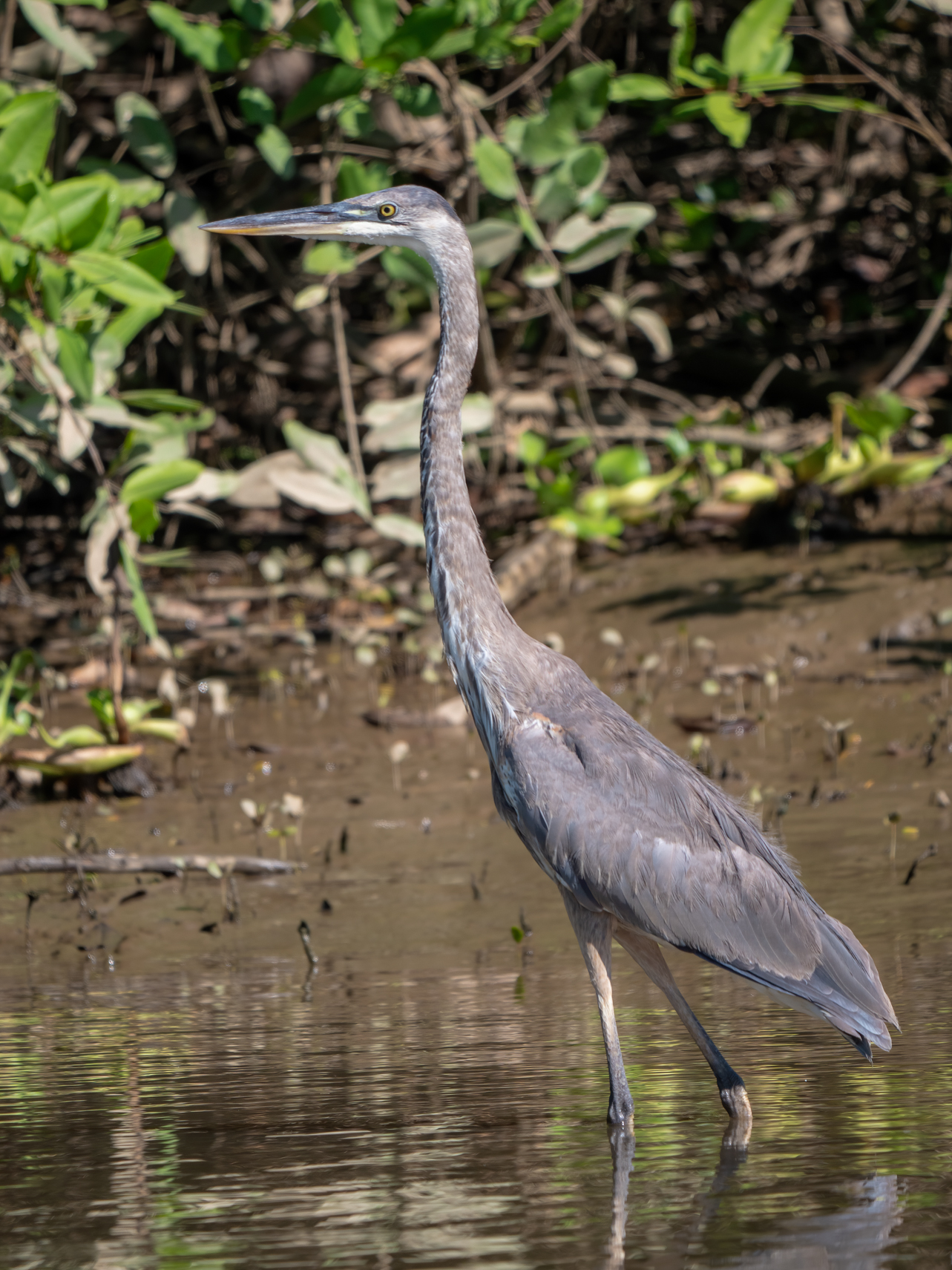 2021-03 - Costa Rica 011
