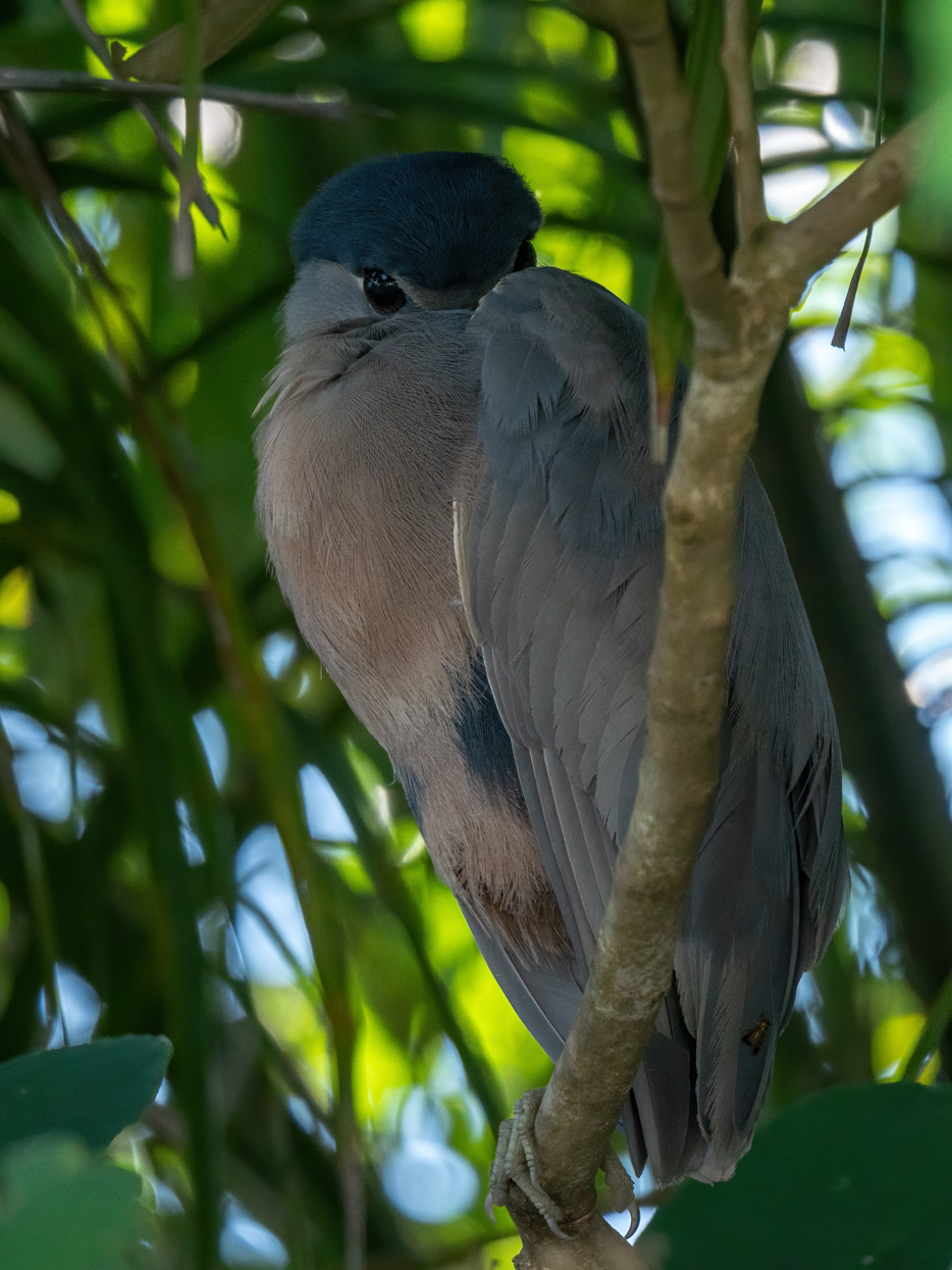 2021-03 - Costa Rica 014