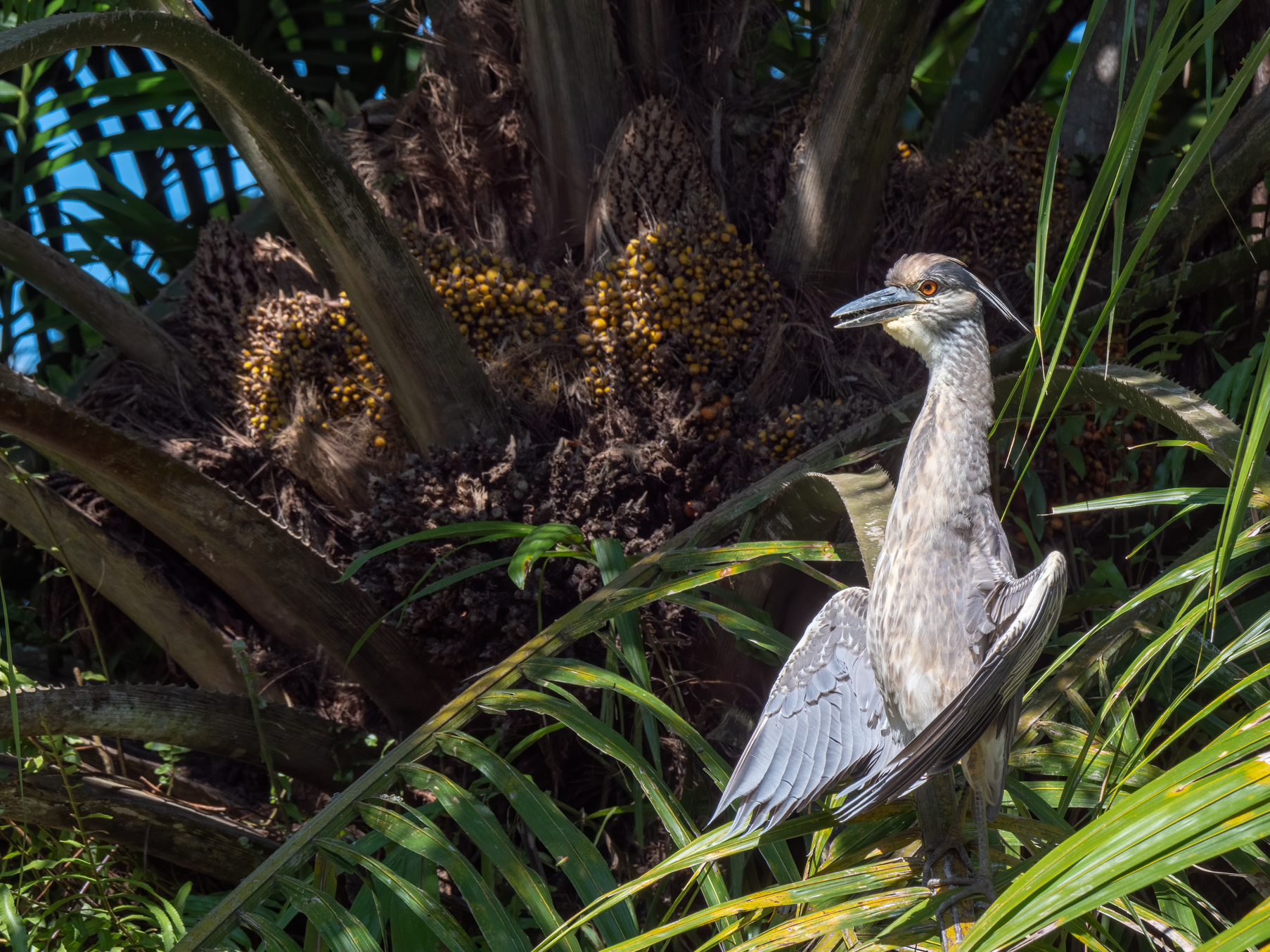 2021-03 - Costa Rica 016