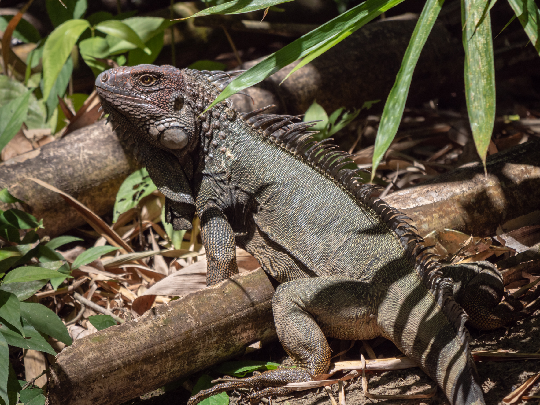 2021-03 - Costa Rica 022