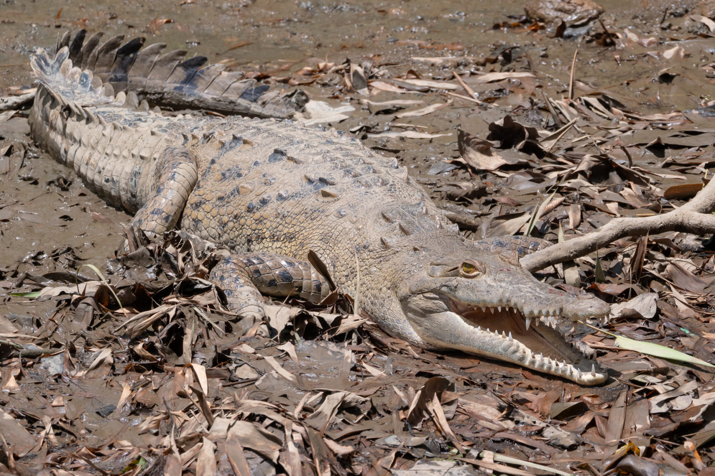 2021-03 - Costa Rica 026