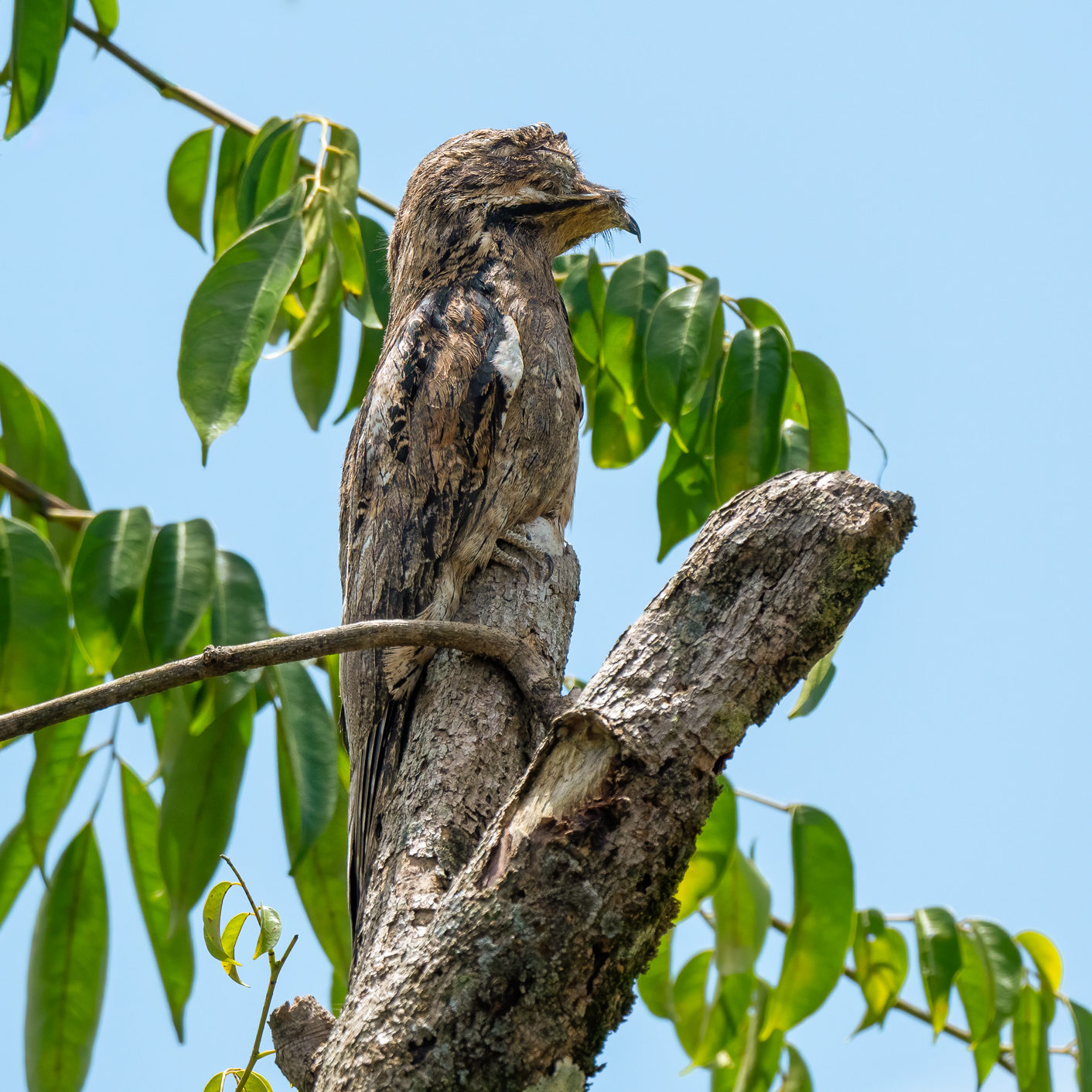 2021-03 - Costa Rica 029
