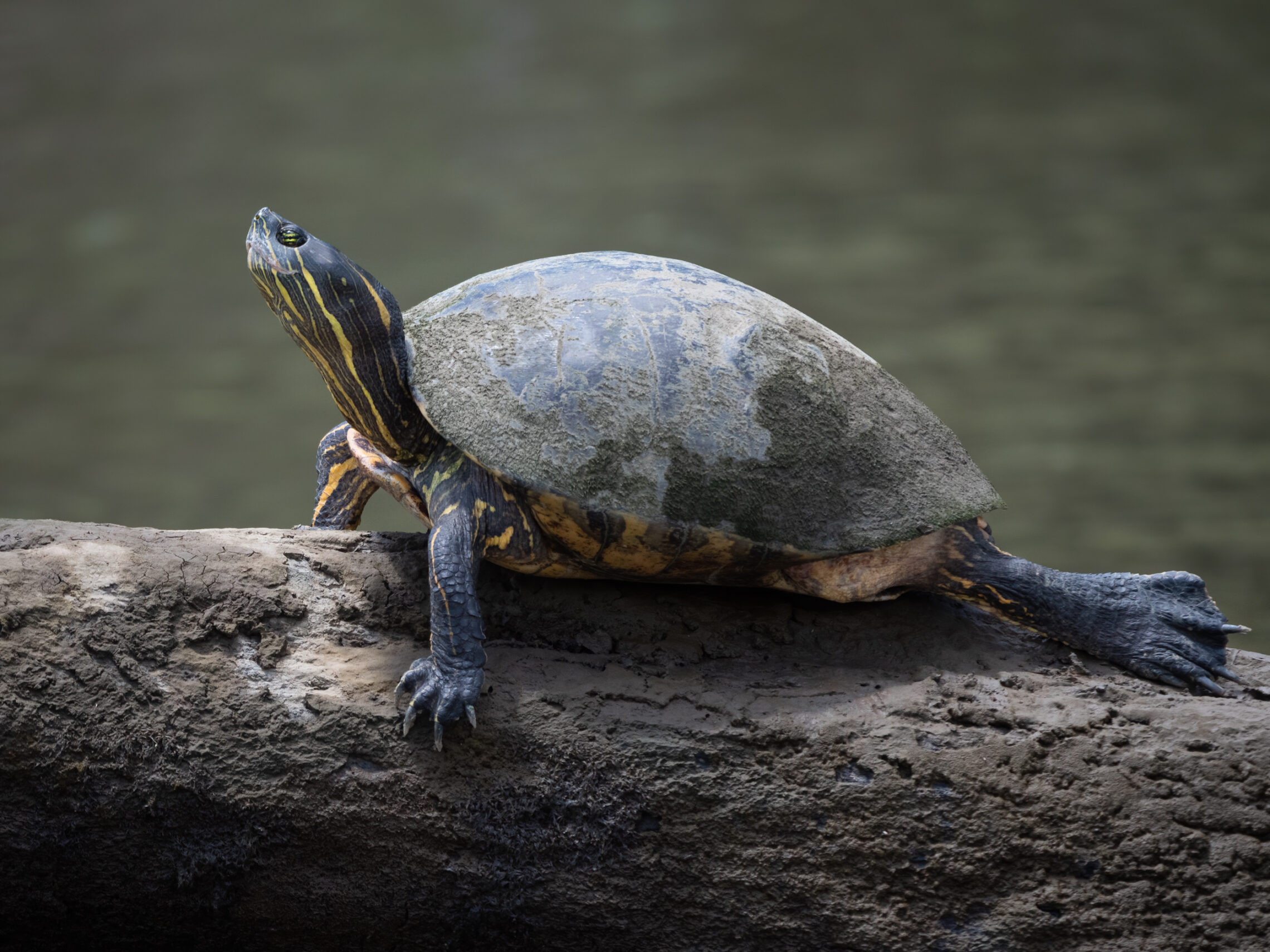 2021-03 - Costa Rica 030