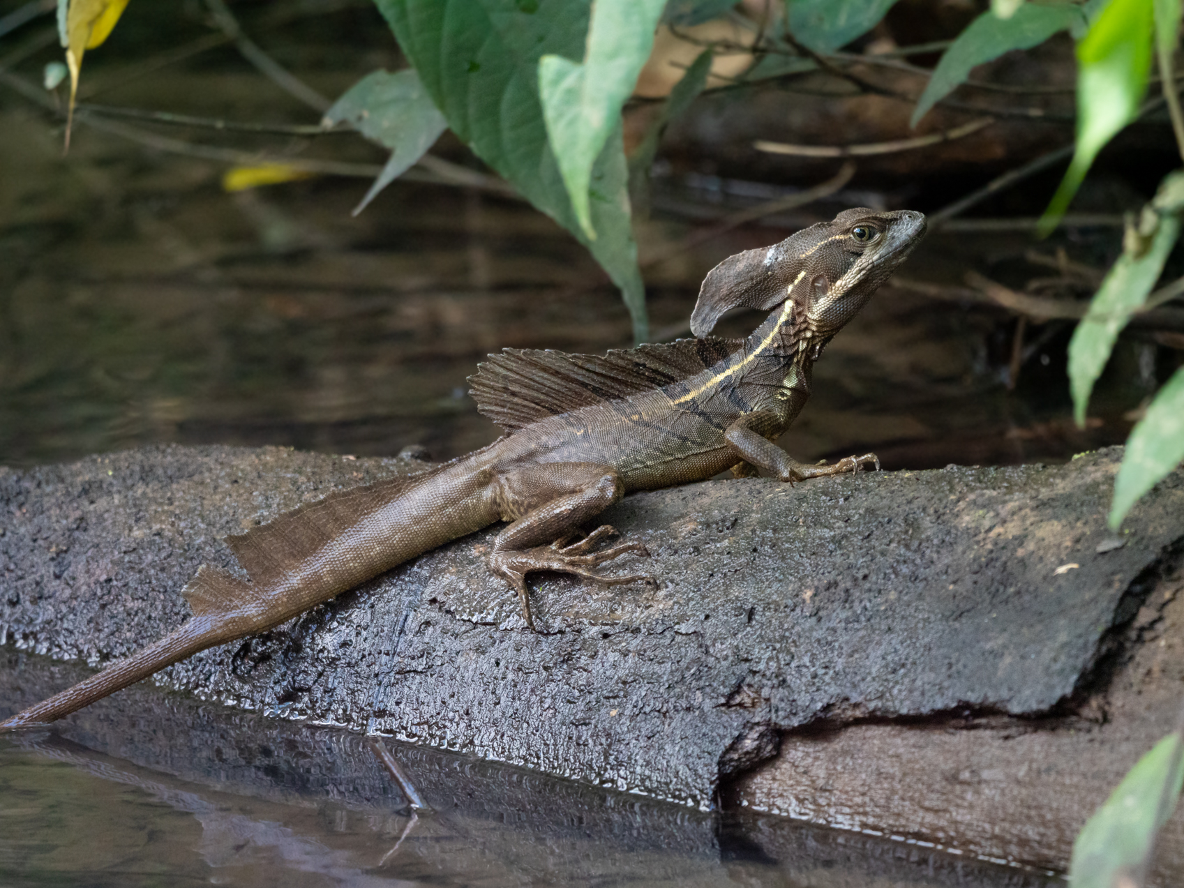 2021-03 - Costa Rica 034