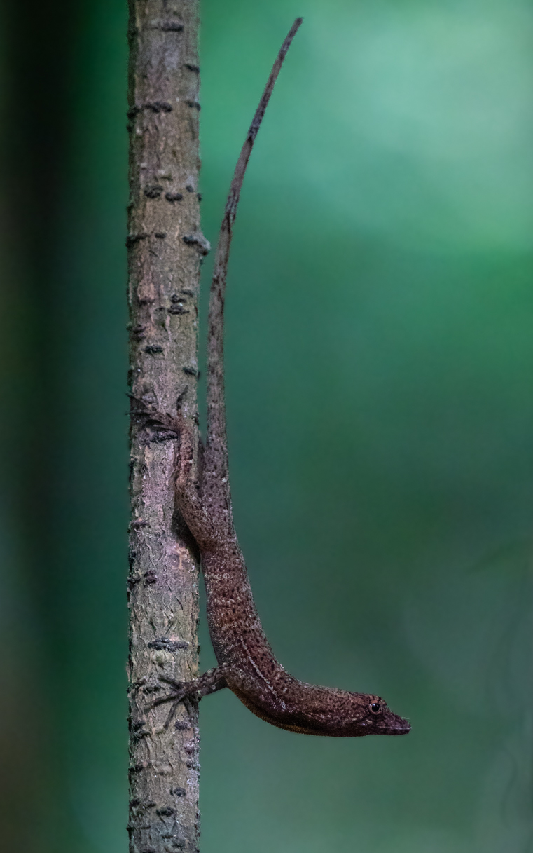 2021-03 - Costa Rica 047