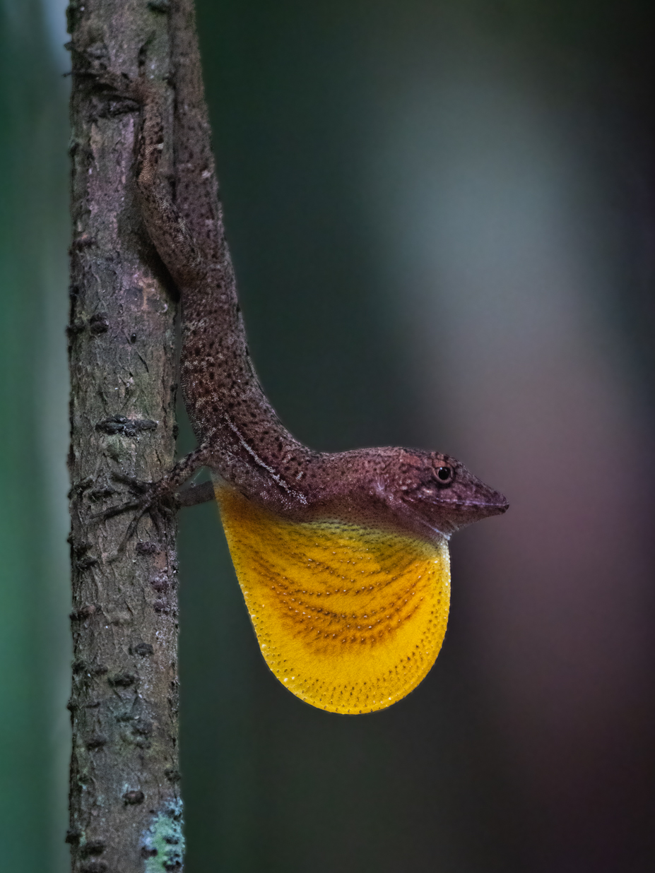 2021-03 - Costa Rica 048