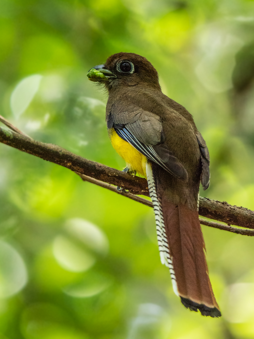 2021-03 - Costa Rica 057