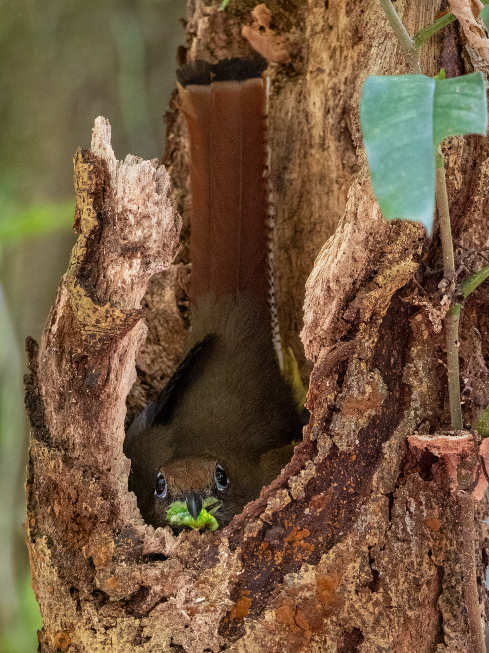 2021-03 - Costa Rica 058