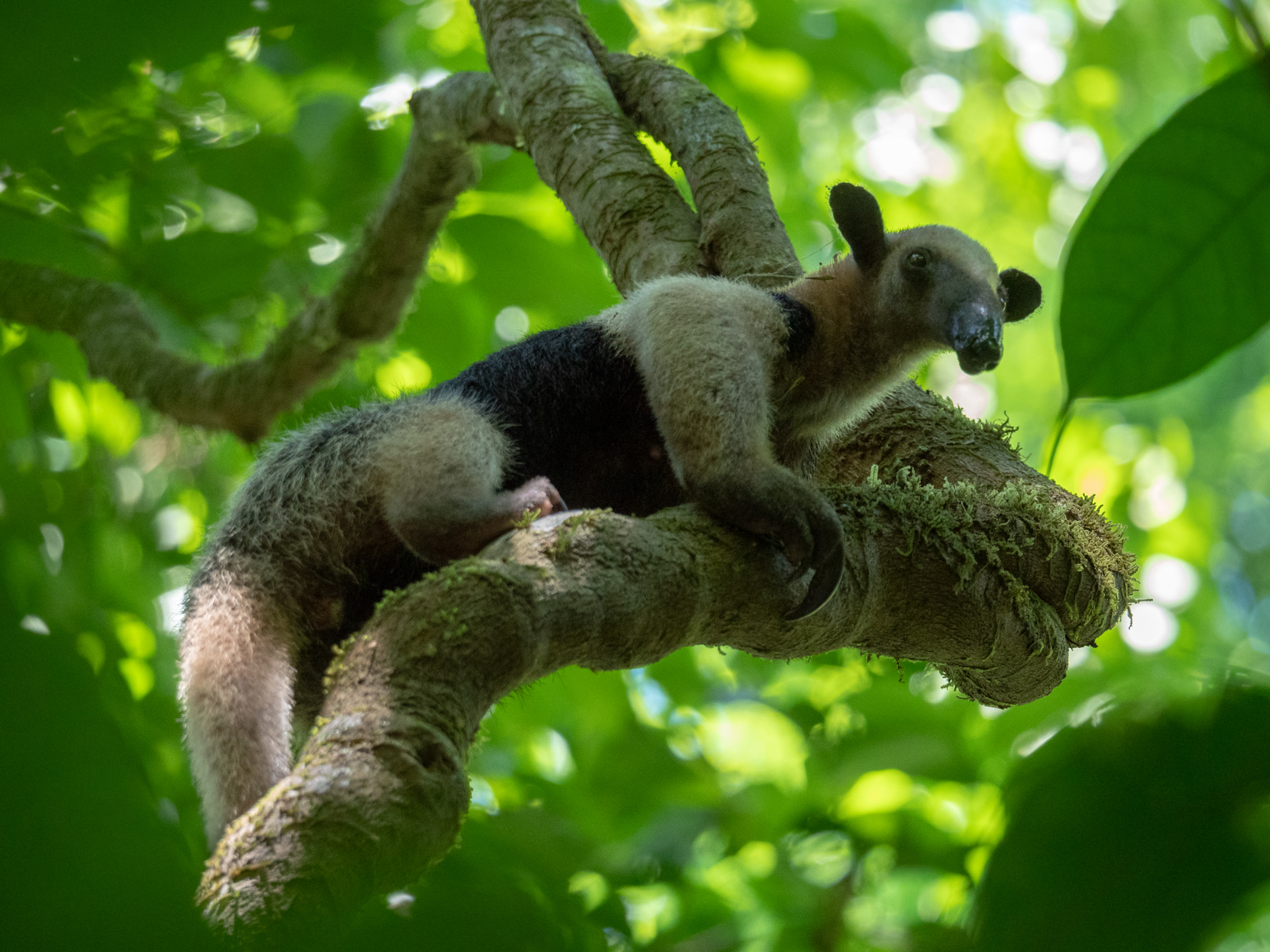 2021-03 - Costa Rica 059