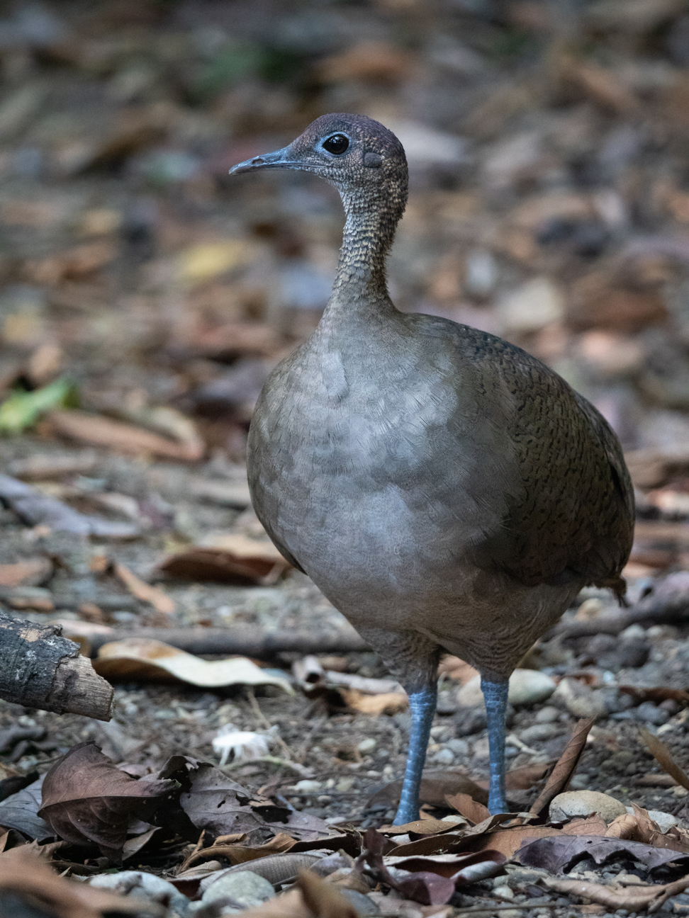 2021-03 - Costa Rica 072