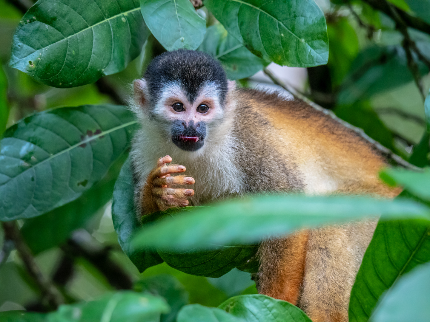 2021-03 - Costa Rica 092